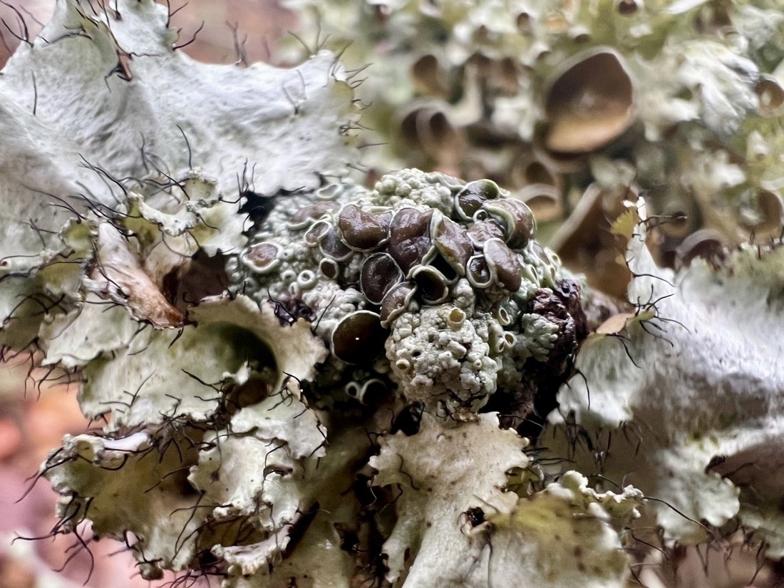 macro photo of very tiny  button shapes growing from lichen. The lichen is a pale green and the button shapes are a dark brownish green. Black hair-like threads grow from the pale green lichen