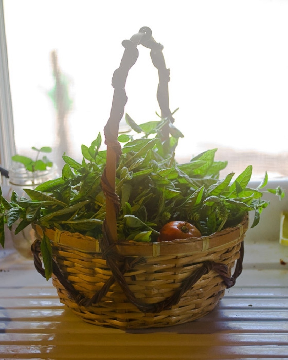 A basket filled with freshly cut green basil and one tomato