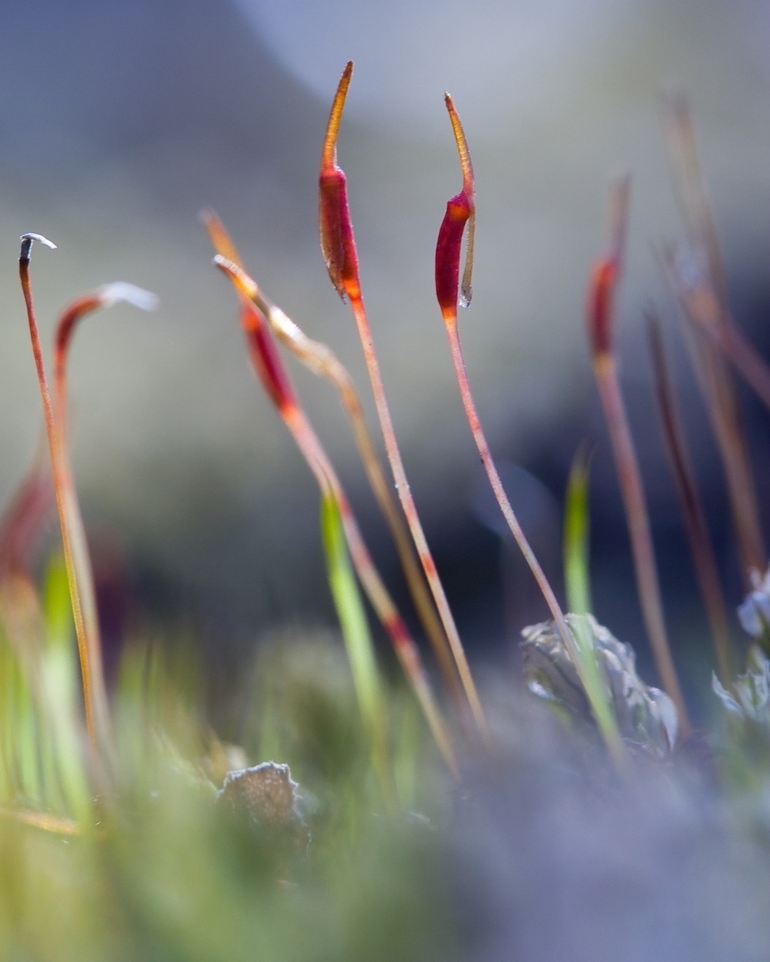 A close-up image of  several pink-red moss Sporophytes, the stems a ovular capsule and with a pointed tip at the end.