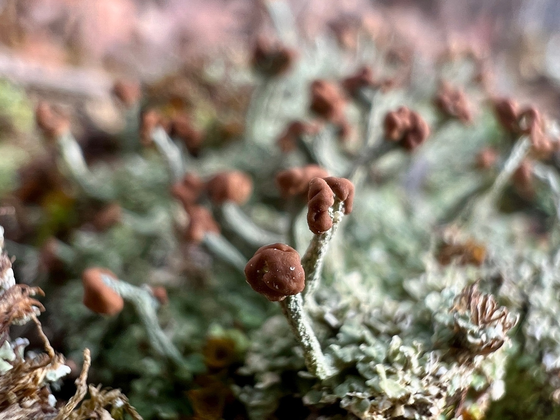 Macro image of small pale green lichen with dark brown caps on top. Blurred in the background are many more such lichen creating a miniature forest