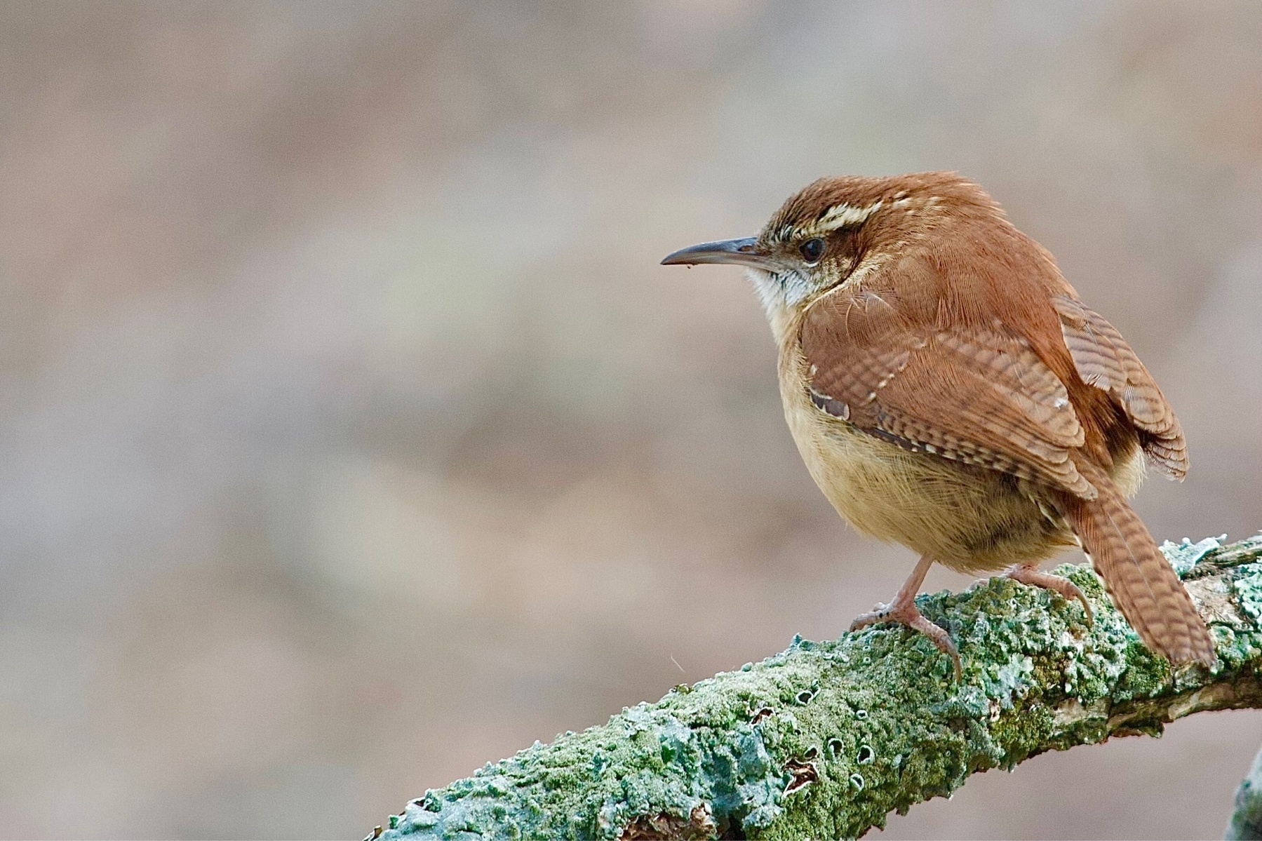 A small bird with a long white eyebrow, light brown underside and darker brown backside is perched on a lichen covered branch set against a blurred brown background.