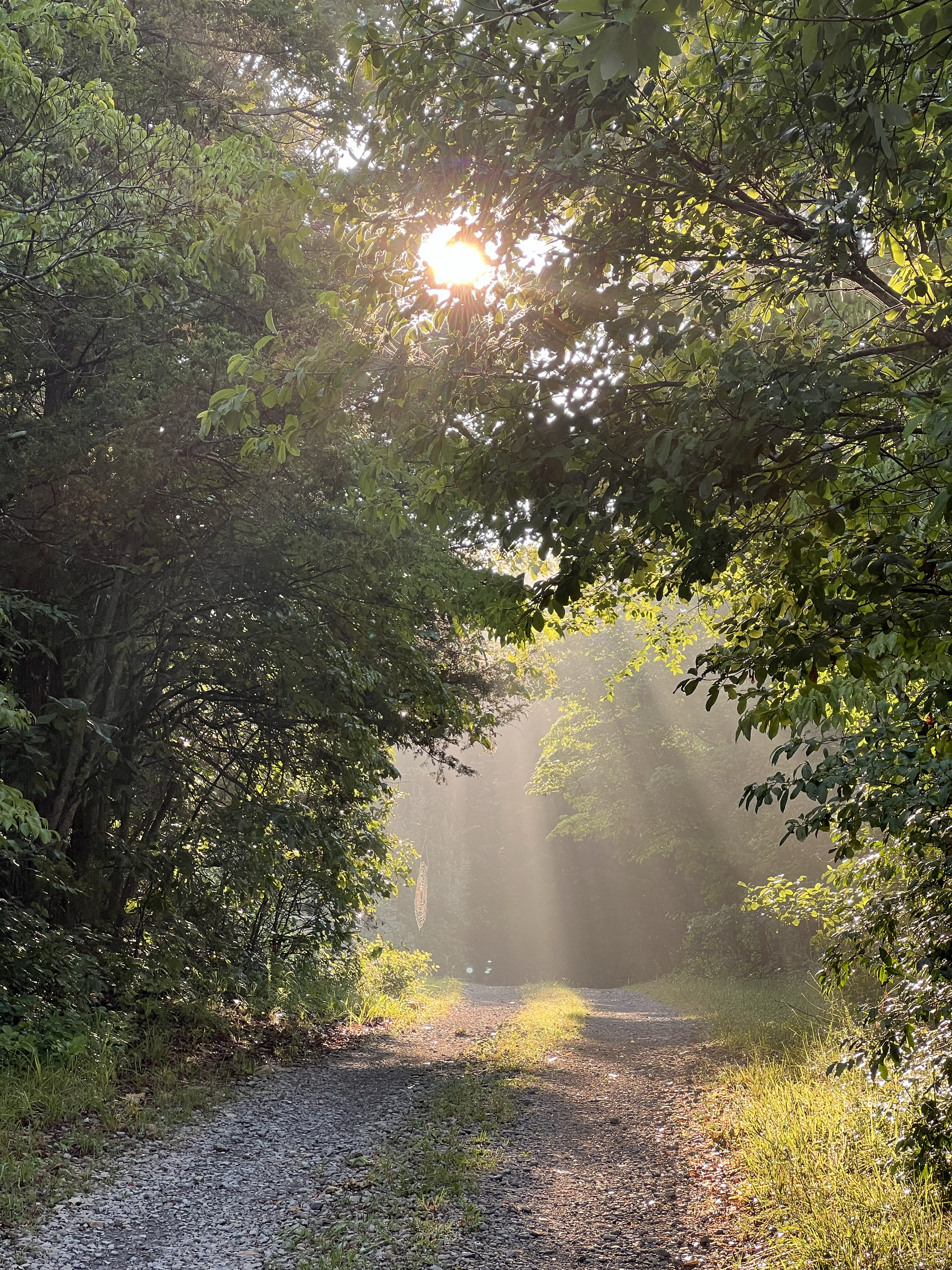The sun shining behind several trees casting light rays onto a gravel road that is bordered with a mix of trees and grass