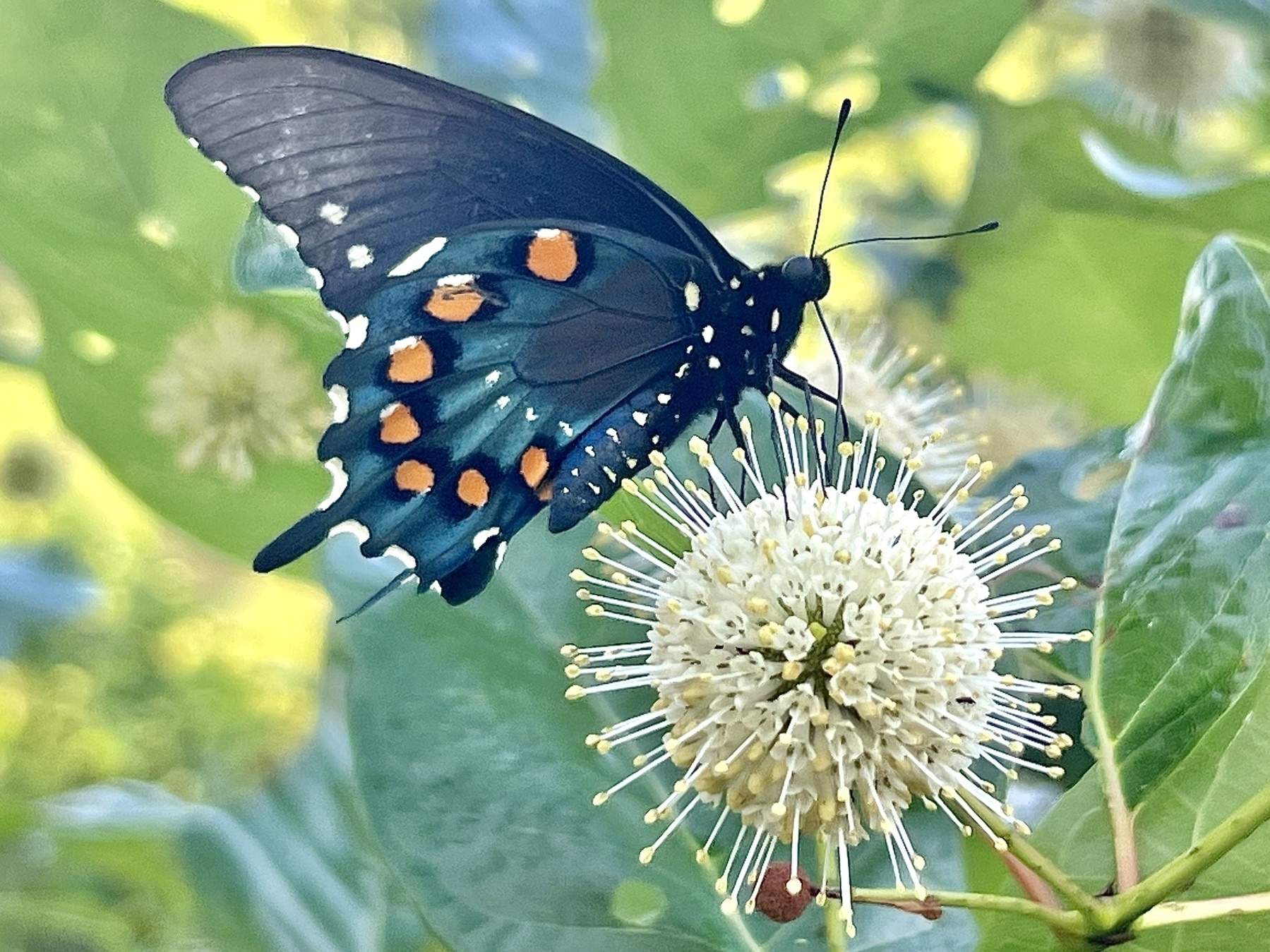 A predominately black butterfly with orange spots along its wings is perched on a cream colored ball that is covered with delicate white stems, each topped with yellow.