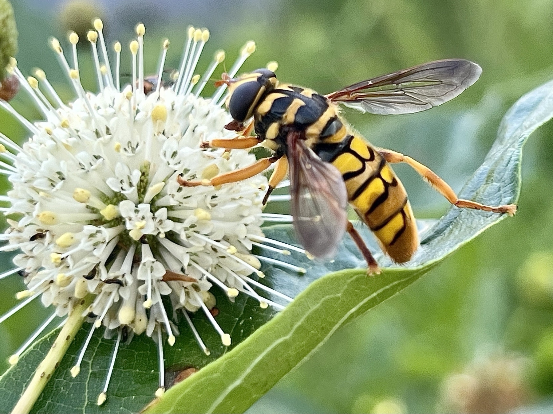 A large intimidating looking hoverfly is striped alternately in black and yellow giving it the appearance of a stinging yellow jacket. The fly is perched on a cream colored ball that is covered with delicate white stems, each topped with yellow.