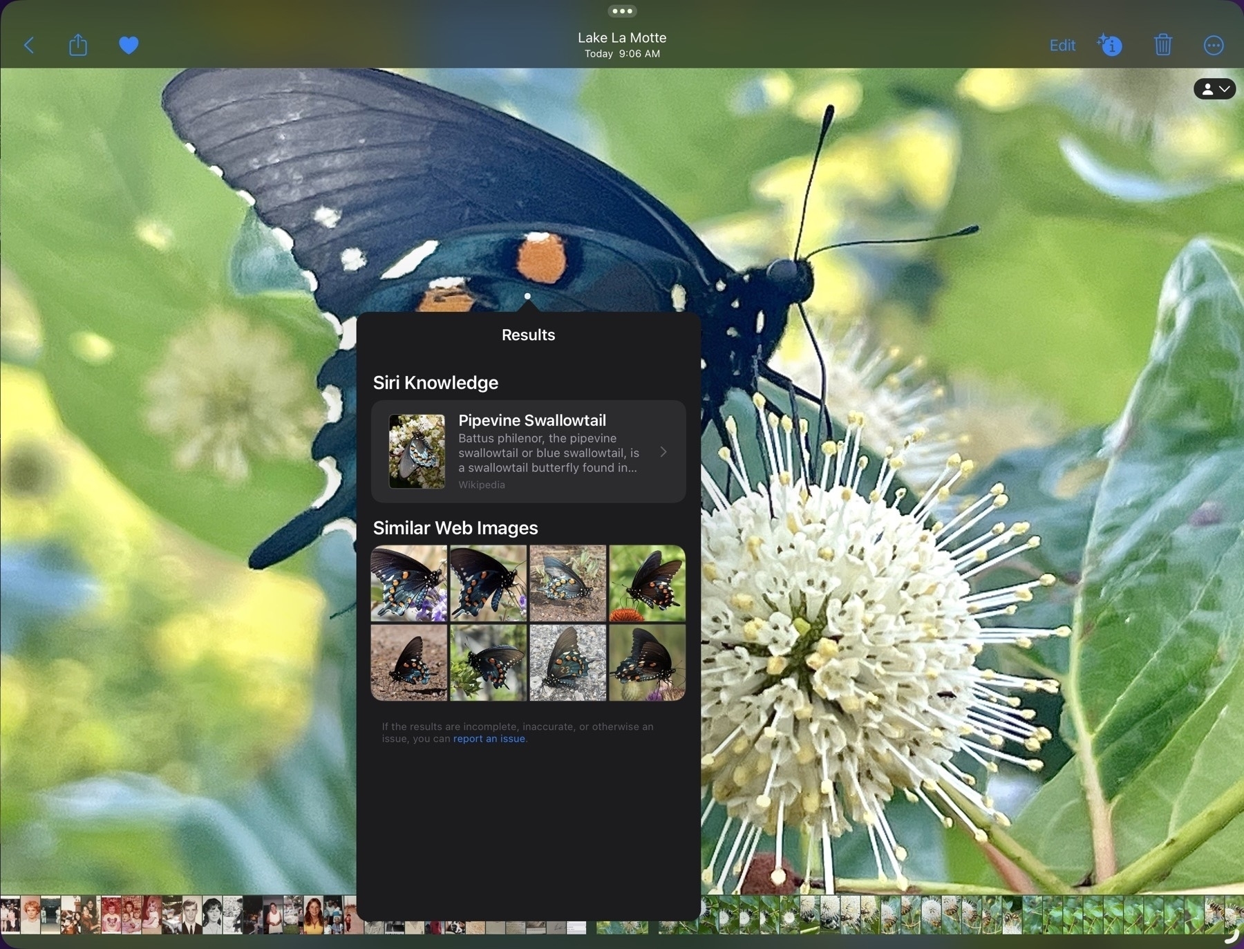 A screenshot of the Photos app on an iPad. The current photo is a black butterfly but the focus of the screenshot is the small 