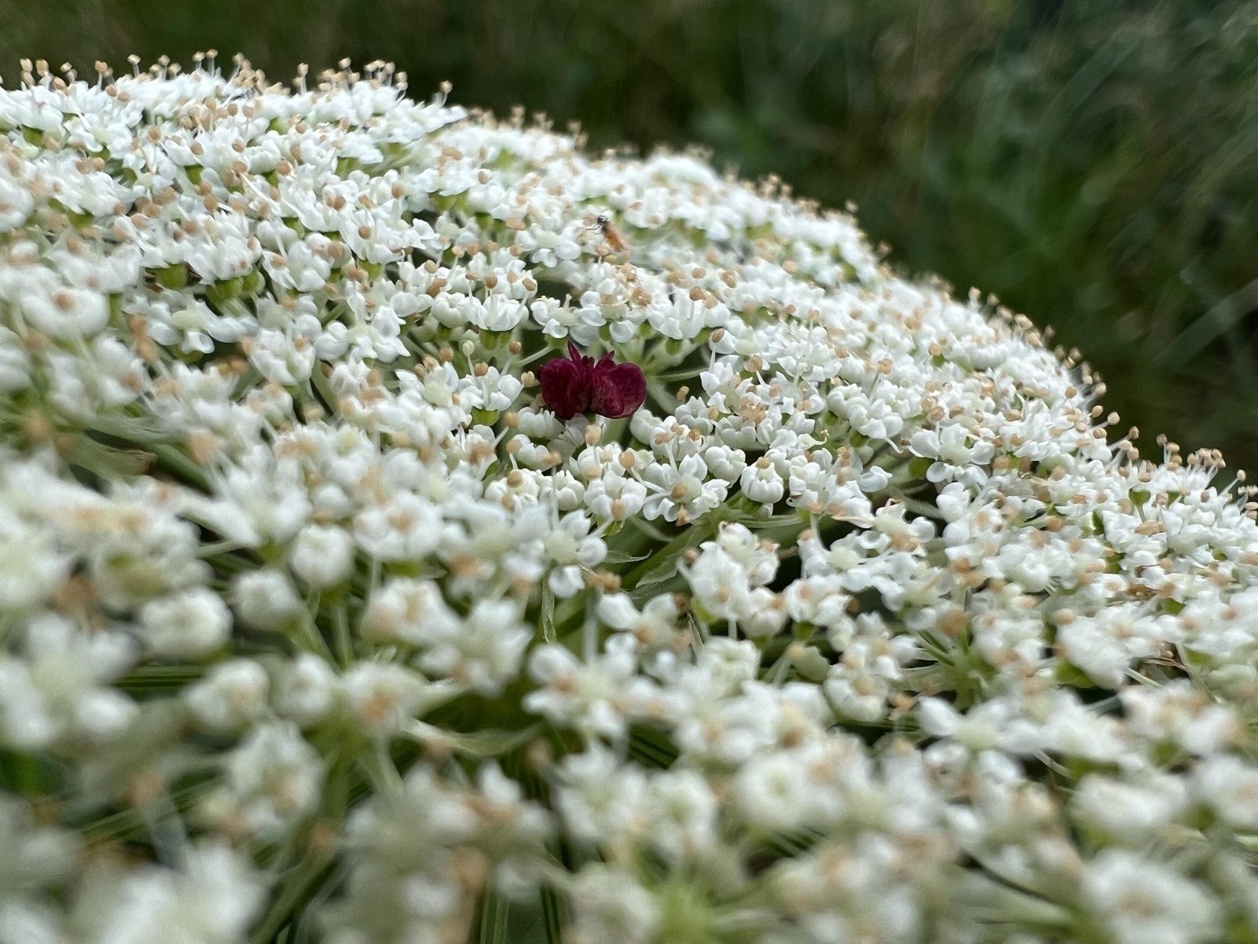 A cluster of very tiny white flowers with a deep red magenta flower at the center