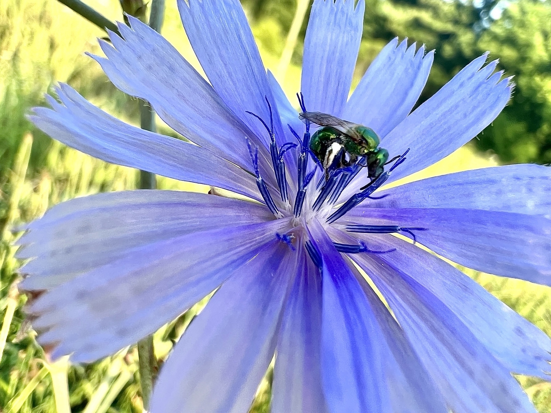 A tiny green bee is collecting pollen from the center of a vibrant blue flower set against a blurred green field