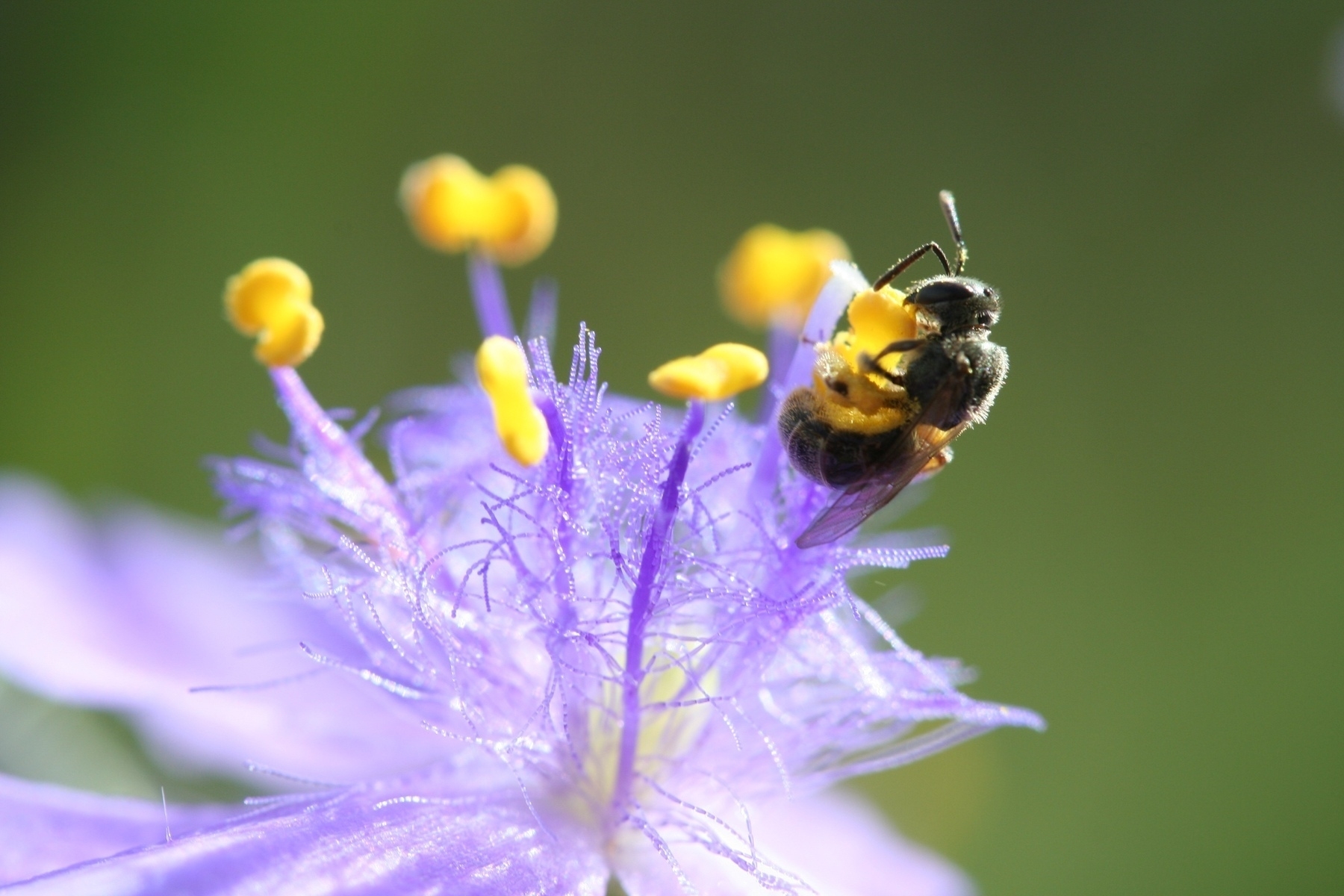 A small bee gathering pollen from the bright yellow anthers of a vibrant purple Spiderwort flower.