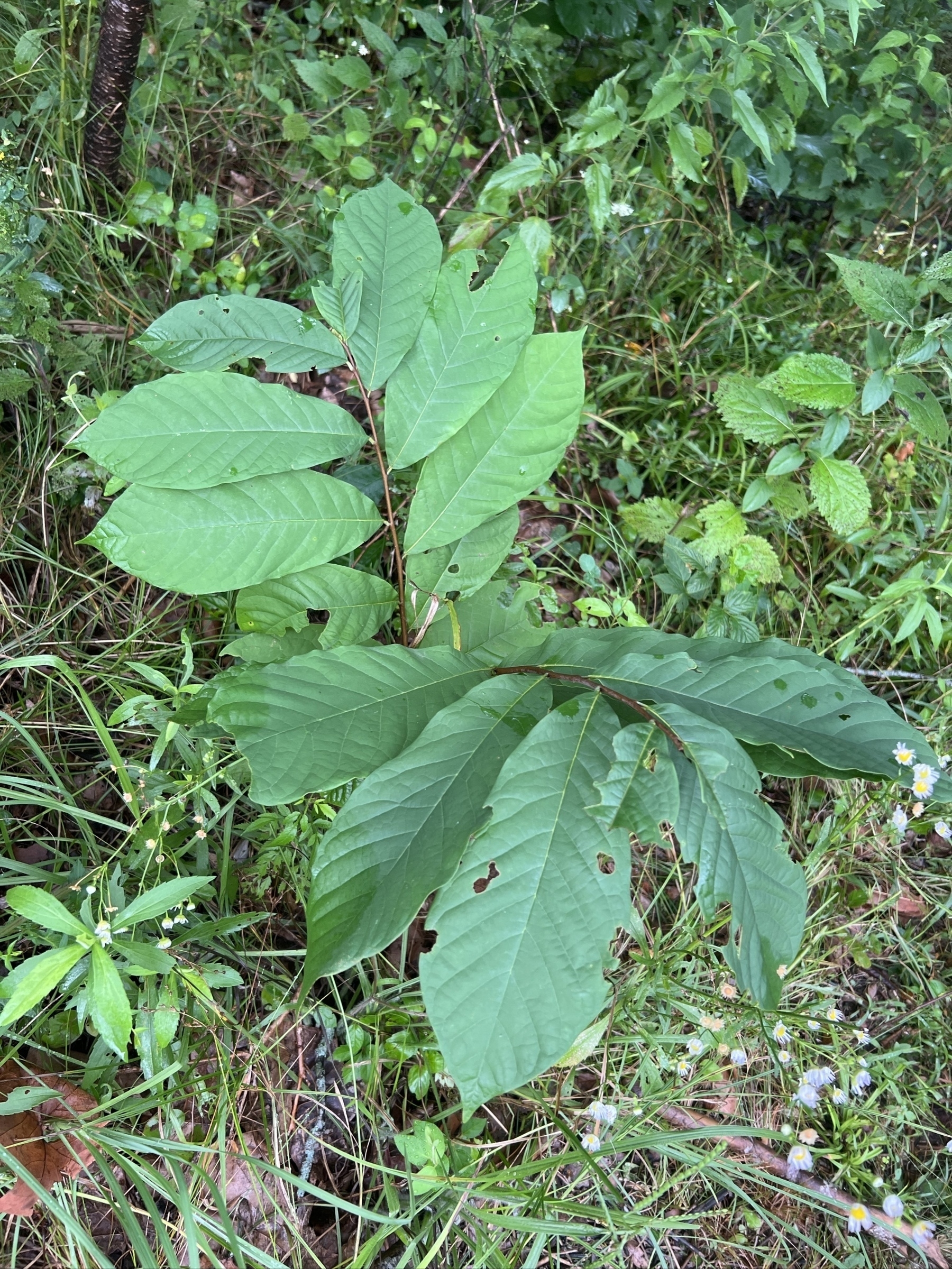 A small tree/shrub about 2 feet high with very large, dark green leaves. The leaves are smooth, elongated coming to a point at the end. Leaves are each 2-4