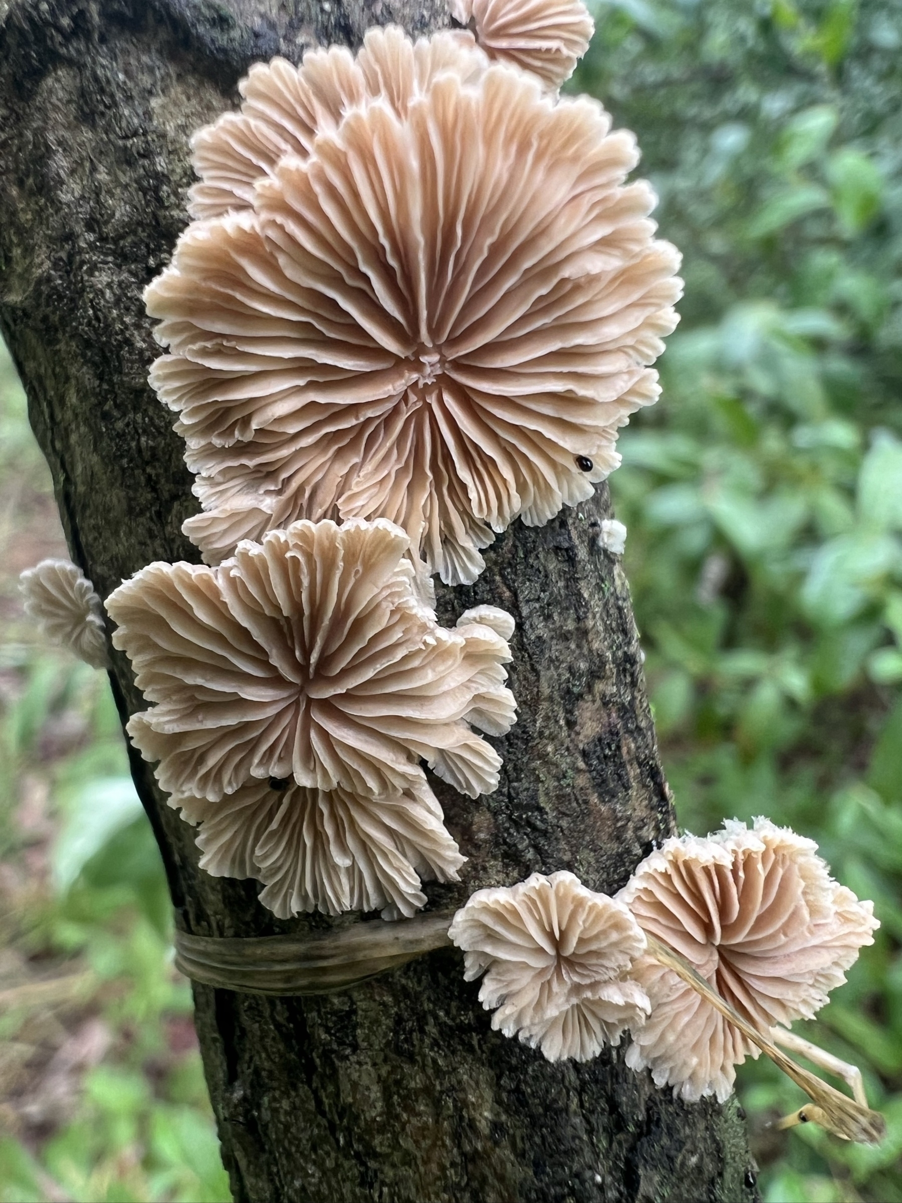 The underside of several very small, cream colored fungi growing on a branch. The underside consists of deeply lined gills