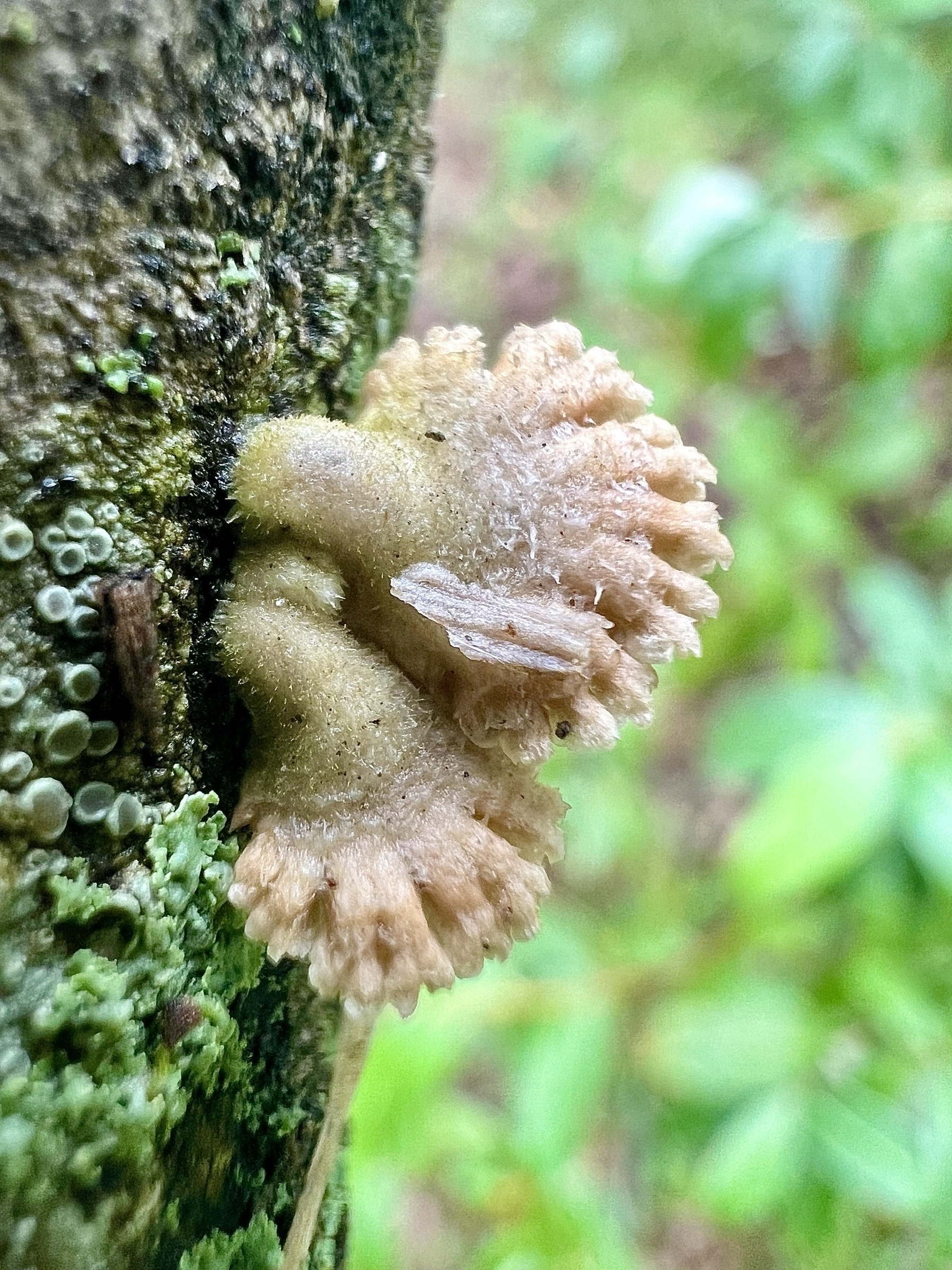 The top of side of very small, cream colored fungi growing on a branch. The texture seems fuzzy or spongy. The outer circumference is not smooth but rather looks like a bunch of small toes.