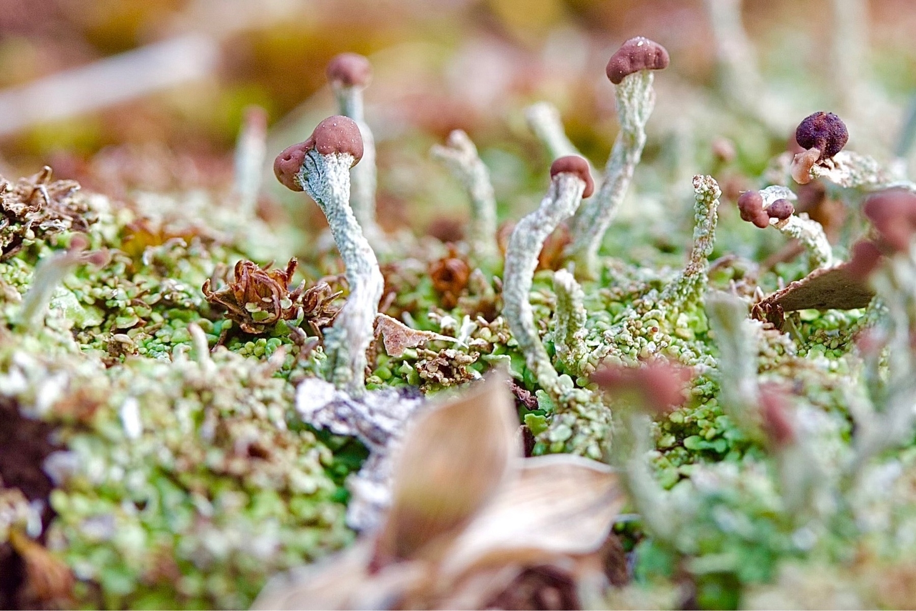 Pale green lichen stems that are tipped with rounded brown nodules are growing out of a darker green scaley, bumpy base of lichen.