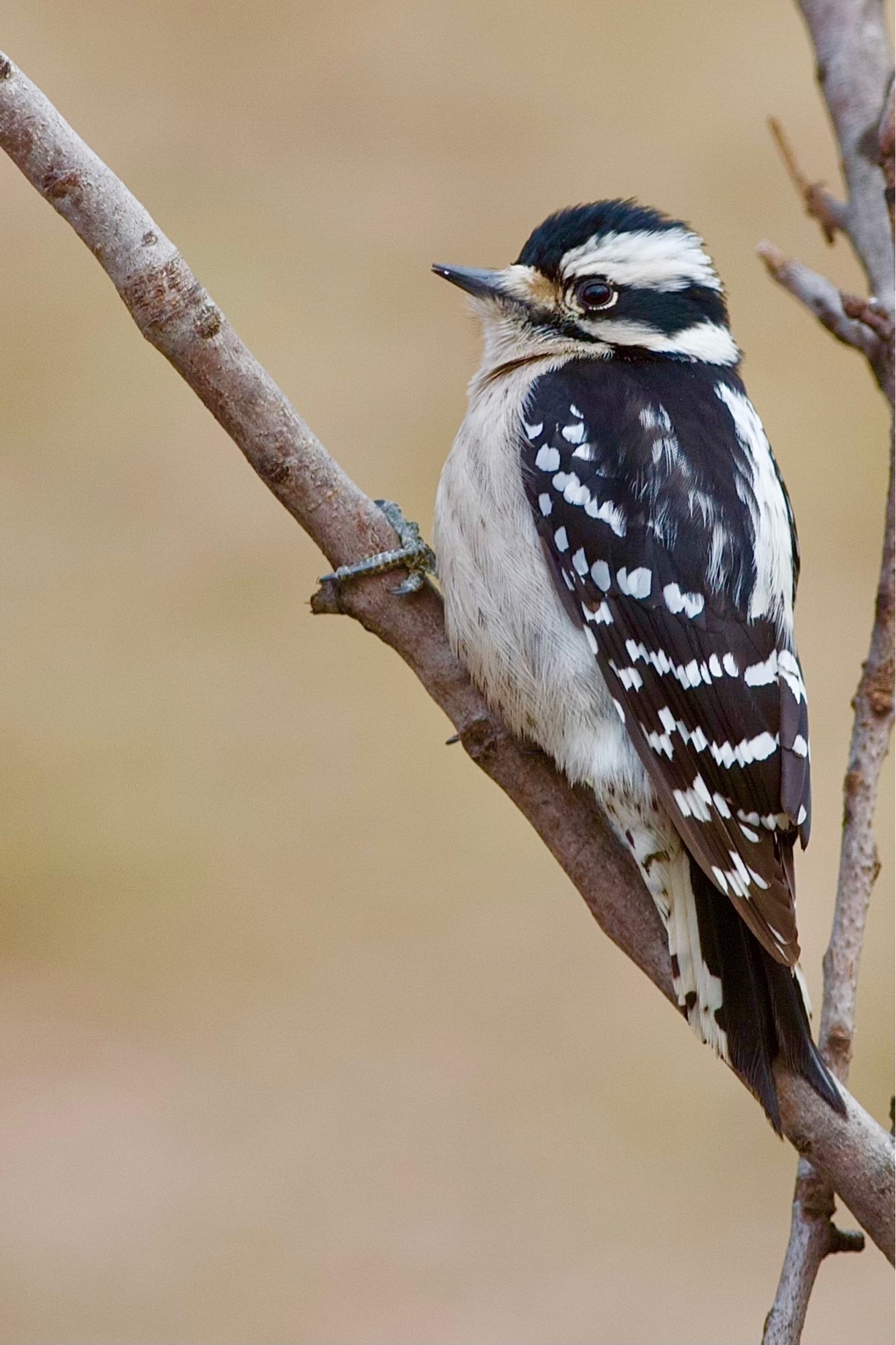 A bird is perched on the side of a tree. Black and white on the backside, white on the underside, it has a black and white head with alternating stripes.