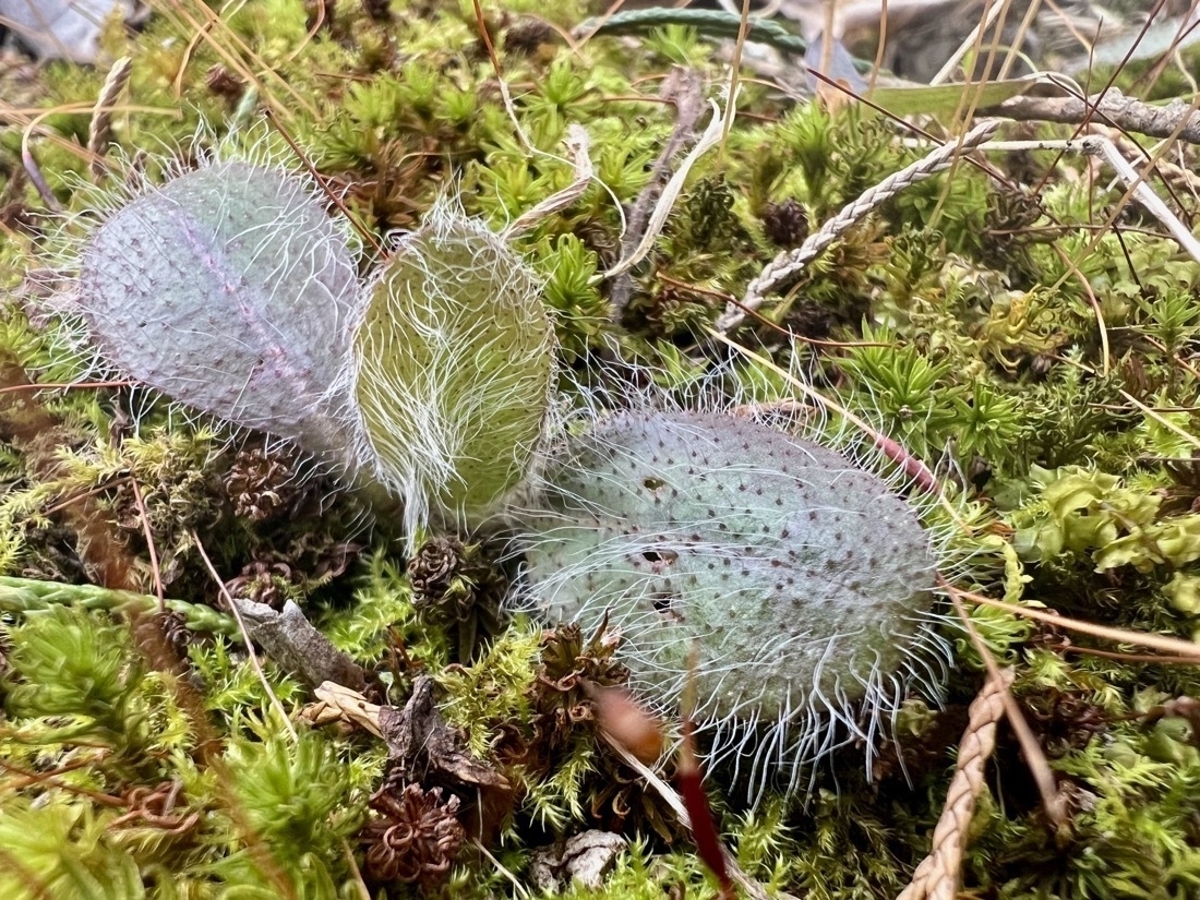 Three leaves of a small  plant that are covered in white hair. The plant is growing in thick moss