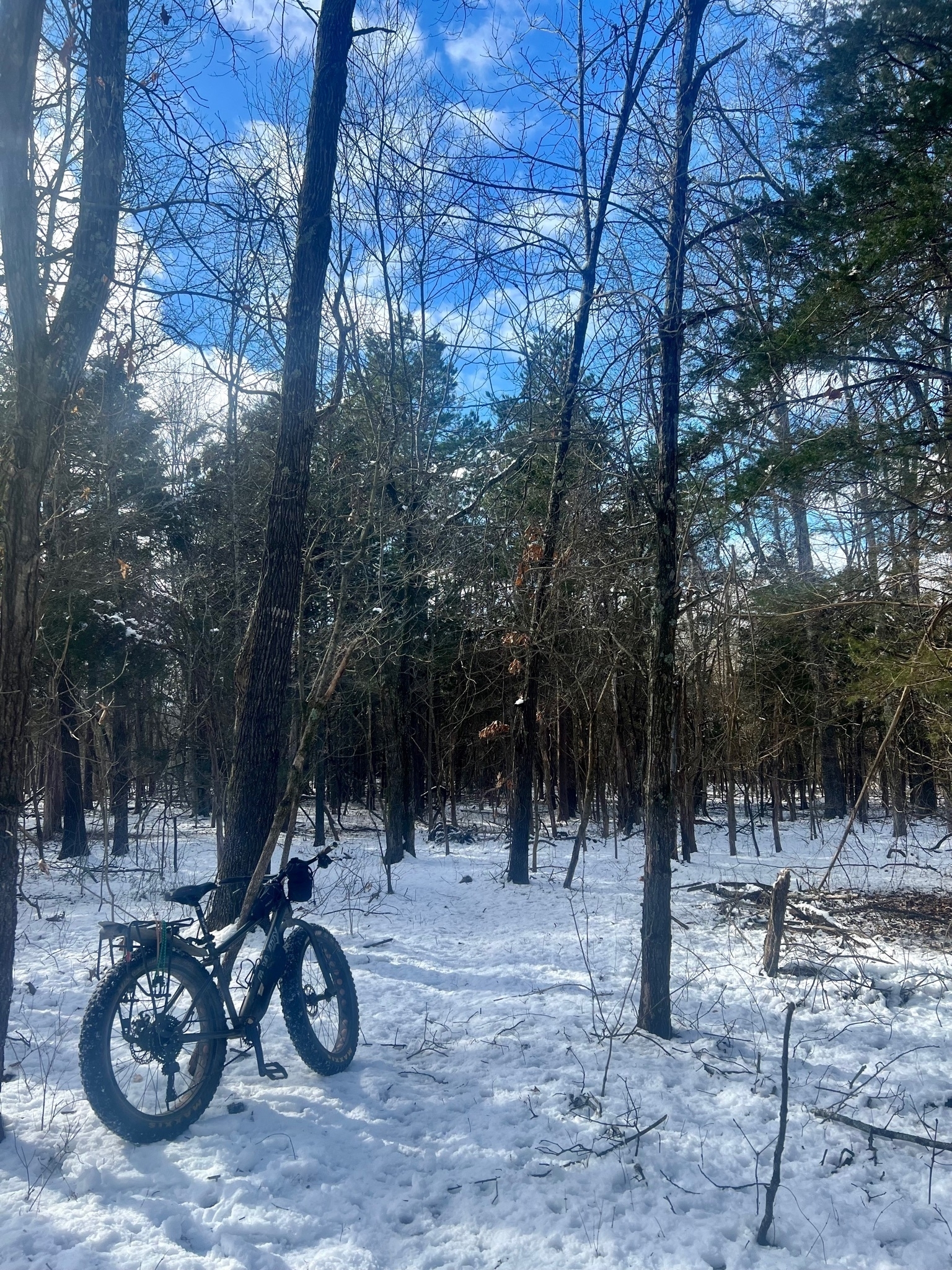 A fat tire bike leans against a tree next to a snowy trail in the woods