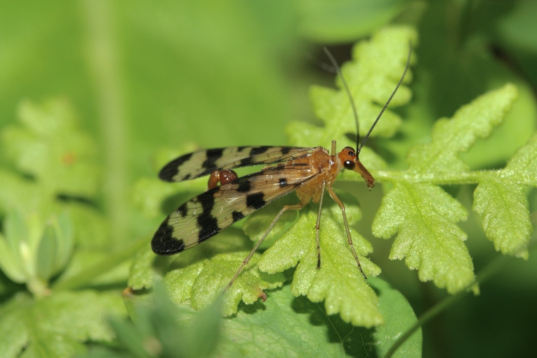 A winged insect is perched on a leaf. It's long with clear wings with several black bands. Its body is primarily orange and it has an elongated snout, black eyes. It almost seems friendly.