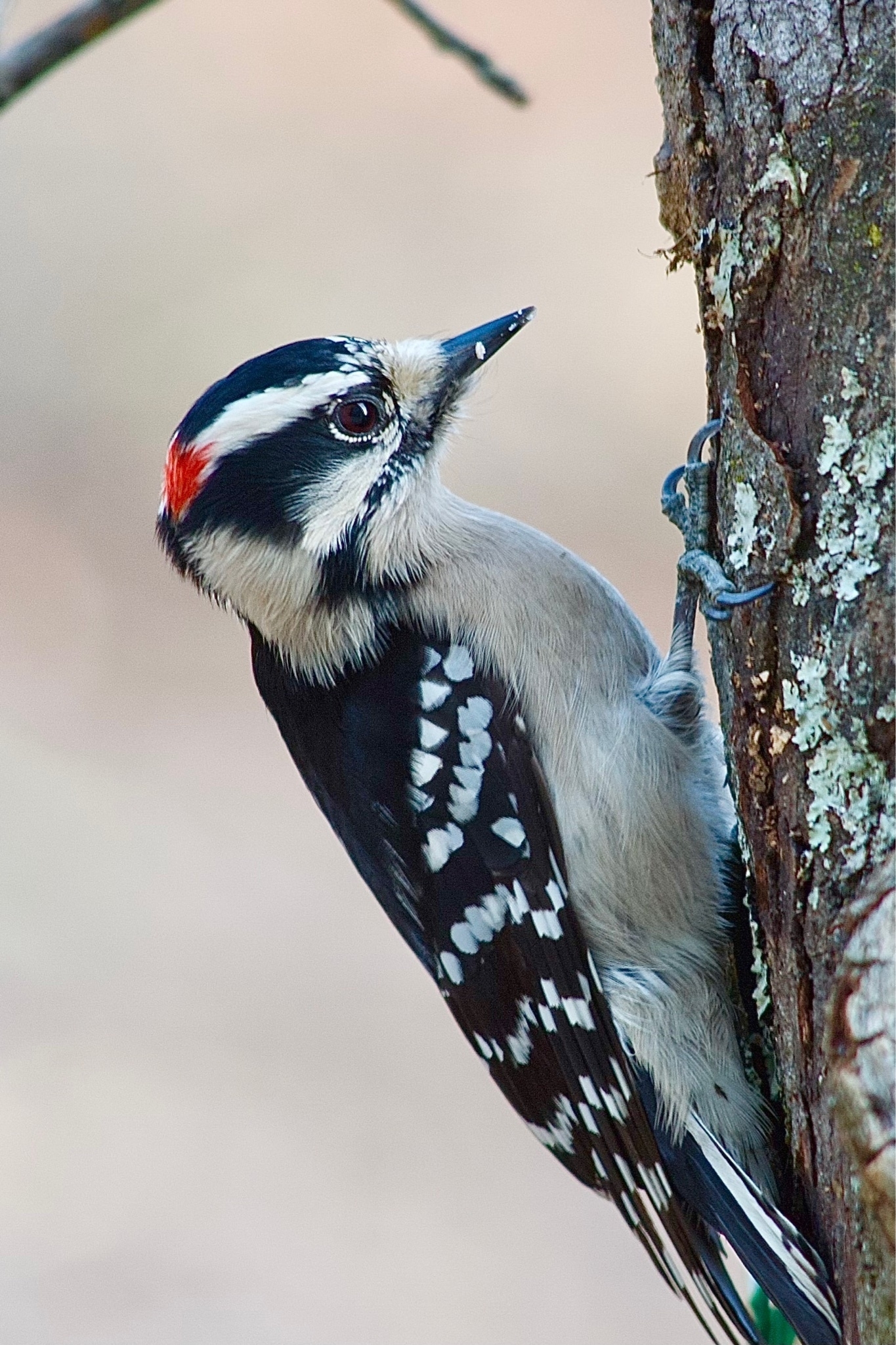 A bird is perched on the side of a tree. Black and white on the backside, white on the underside, it has a black and white head with alternating stripes and a small red cap on the back of its head.