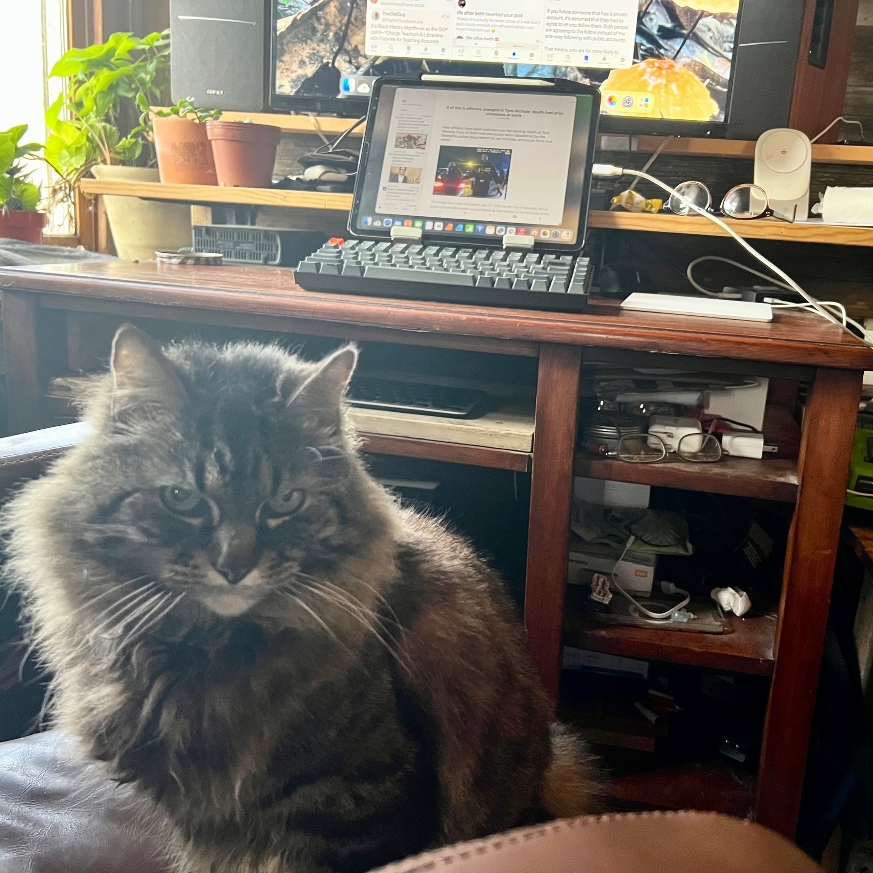 A long-haired grayish brown cat sits in a brown chair in front of a desk that I'm about to work at. She has relocated herself from my previous location to take up residence in my new intended workspace. In the background there is an iPad attached to a large display, clear evidence of my plan as well as her intention to disrupt those plans.