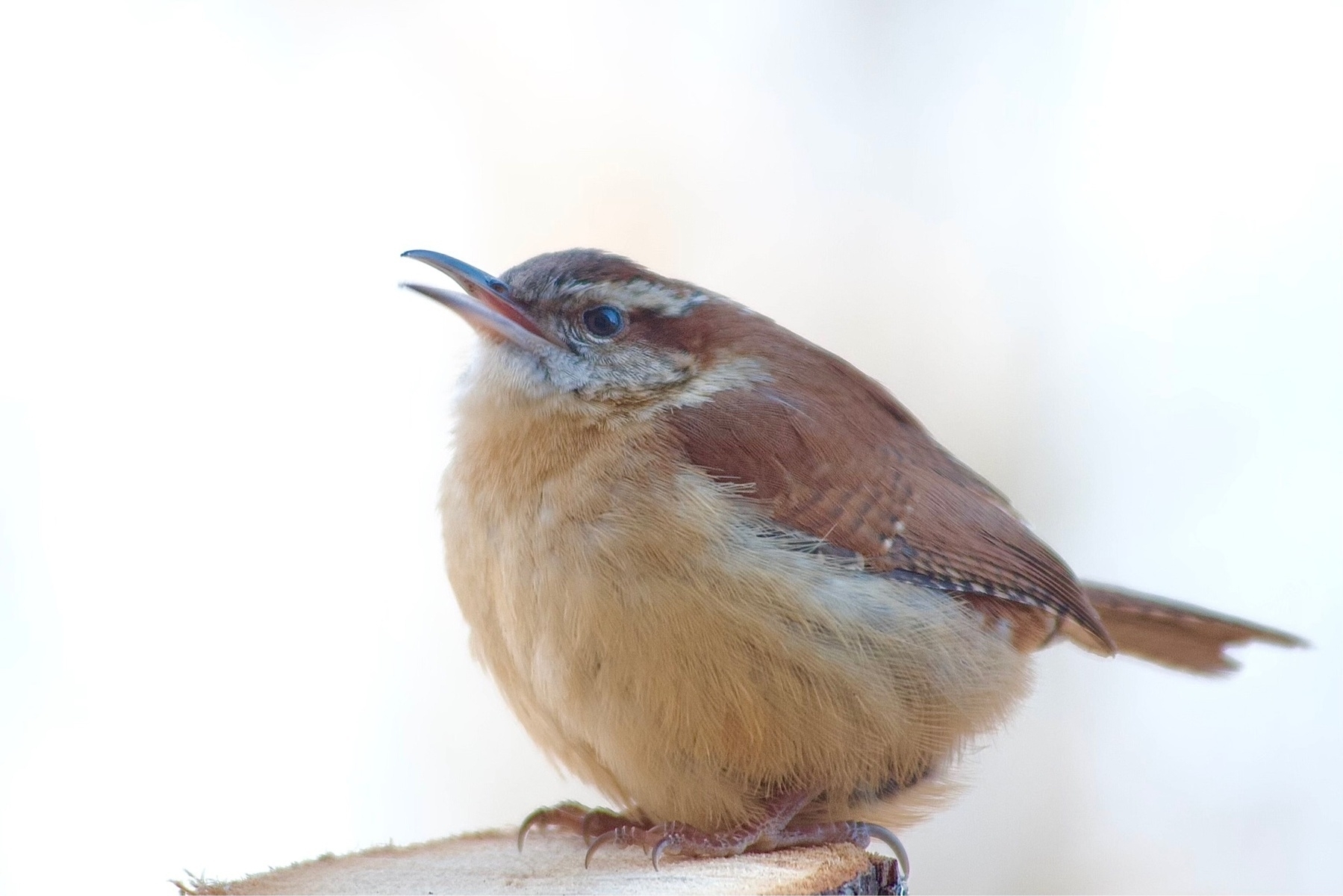 A small bird with a long white eyebrow, light brown underside and darker brown backside is perched on a wood stump. The background is a blurred white.The bird's beak is open and it appears to be singing.