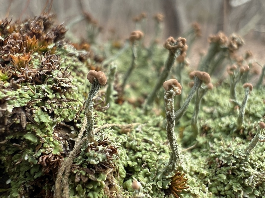 A macro image of very small lichen plants