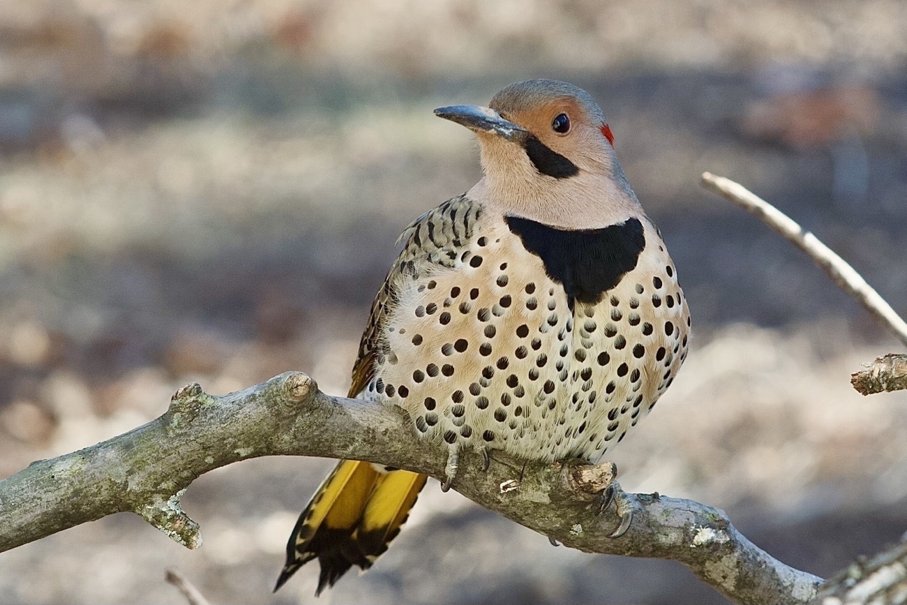 A large, grayish tan woodpecker perched on a branch. It's chest is covered with black spots and the feathers on it's back is a pattern of tan and black. It has a gray cap on the top of its head and on the back of it's head a red spot. It's chest bears a large black marking that looks like a bib.