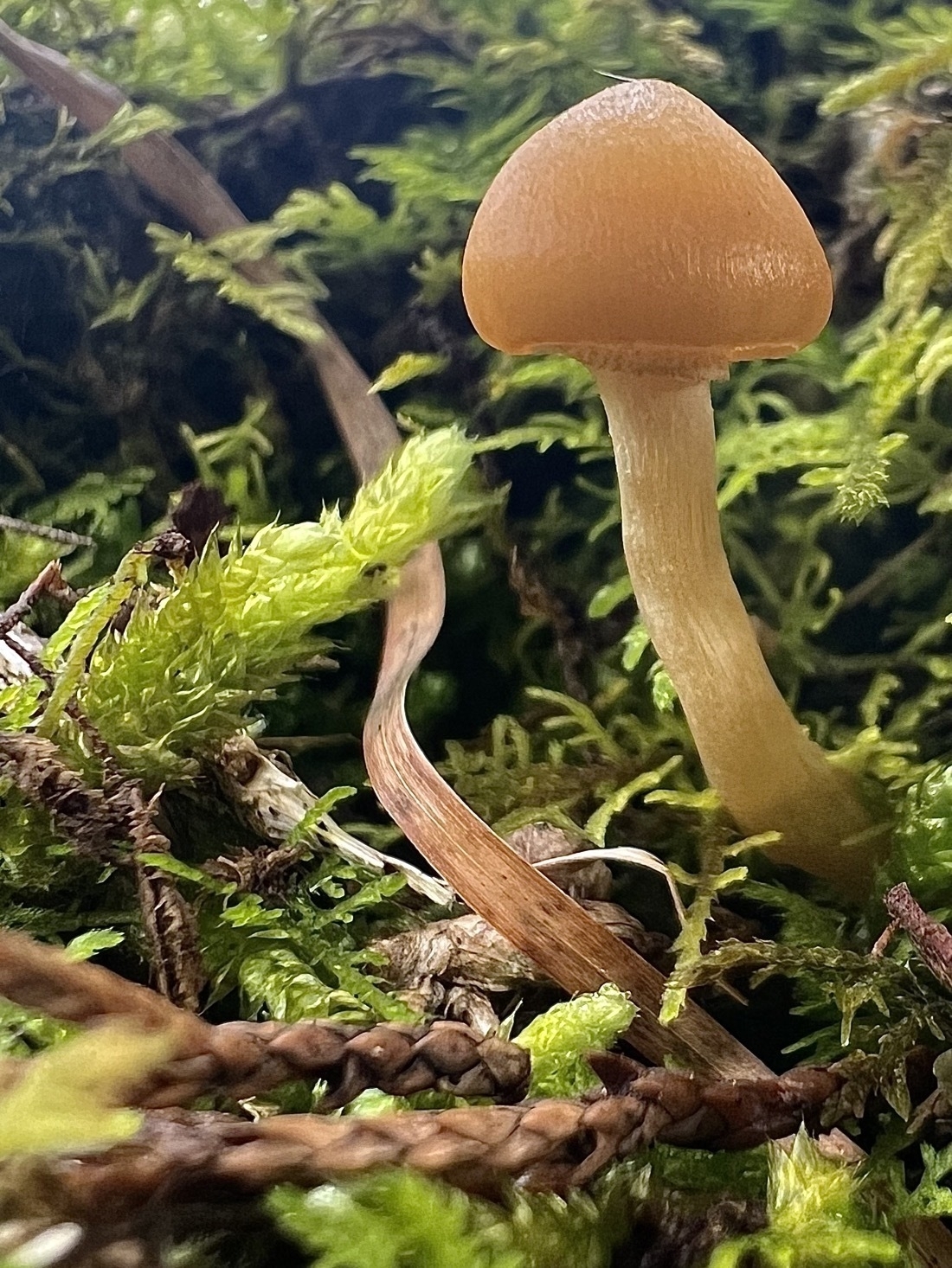 A tiny tan mushroom grows from thick green moss