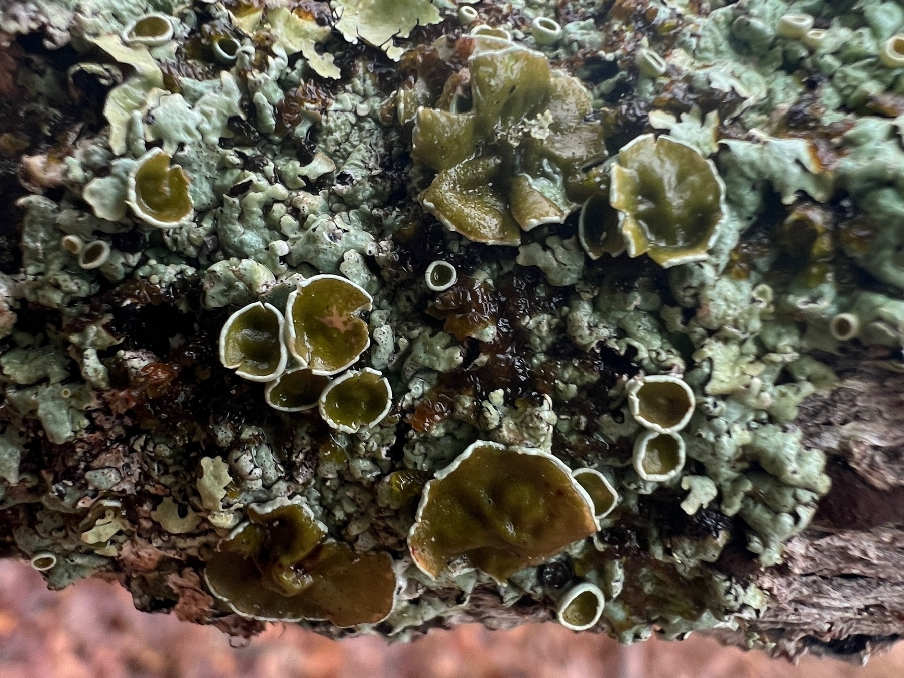 Various lichens growing on a branch, some are pale green and flat, others are dark green and cup shapped with a white outer rim