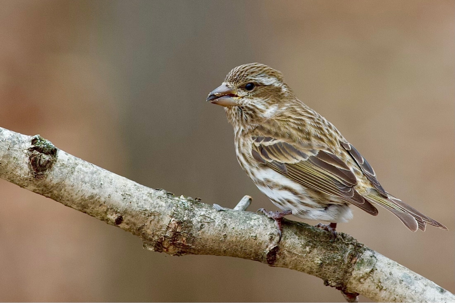 A small brown and white colored bird is perched on a branch  set  against a blurred winter background