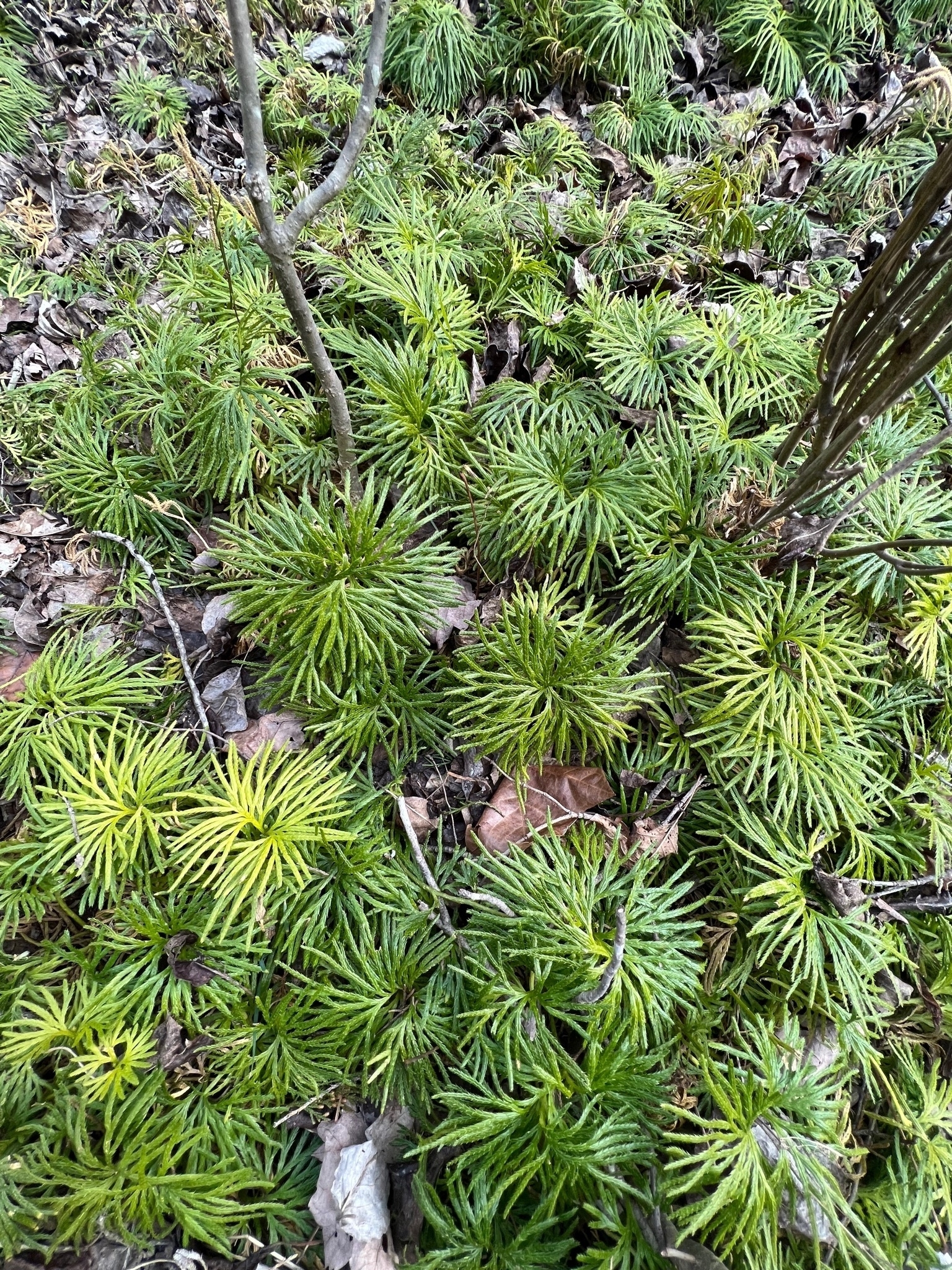 An evergreen, ground cover resembling cedar branches covers the winter forest floor.