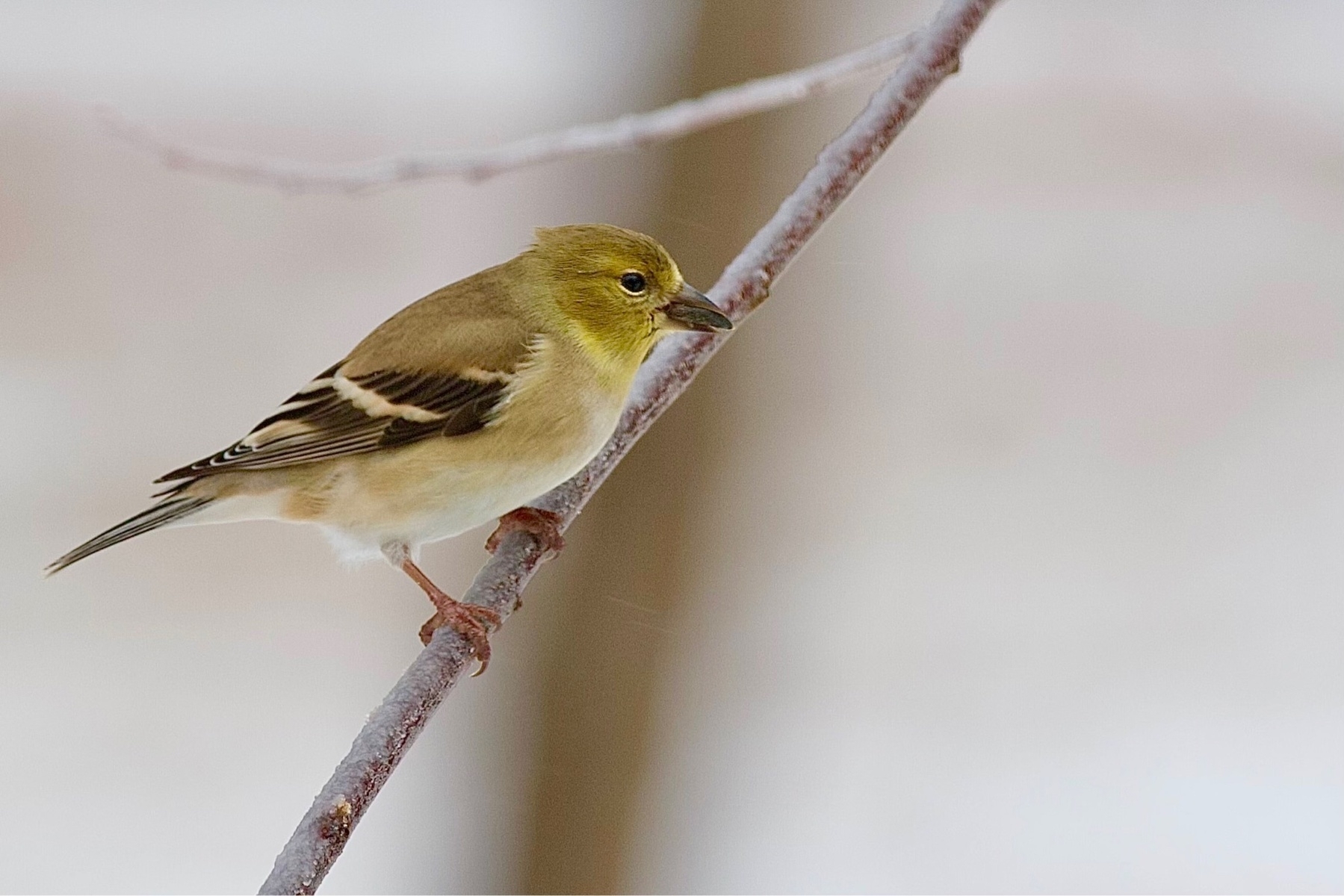 A small yellow bird is perched on a branch, holding a black sunflower seed in it's beak.