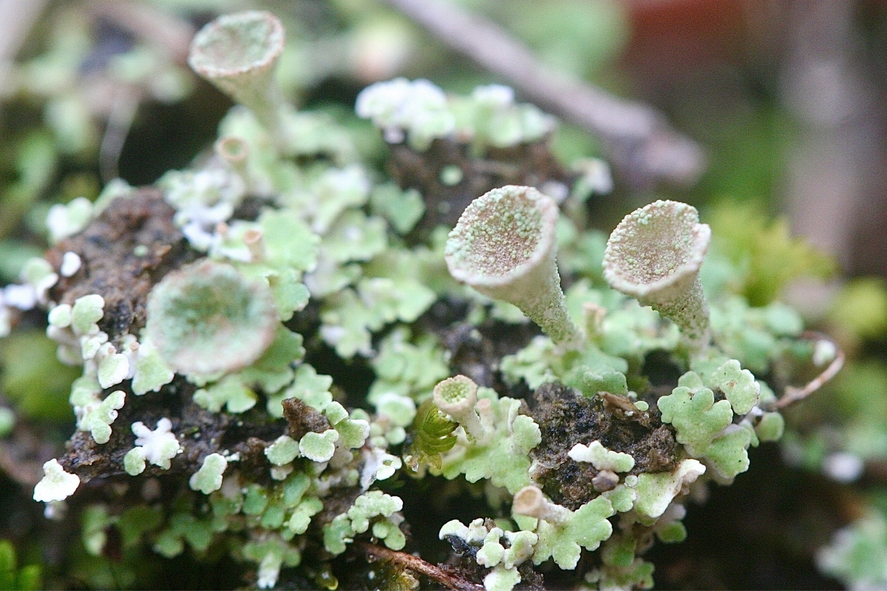  Upright, deep funnels of lichen that are pale green and speckled, growing from flater, smoother leaves