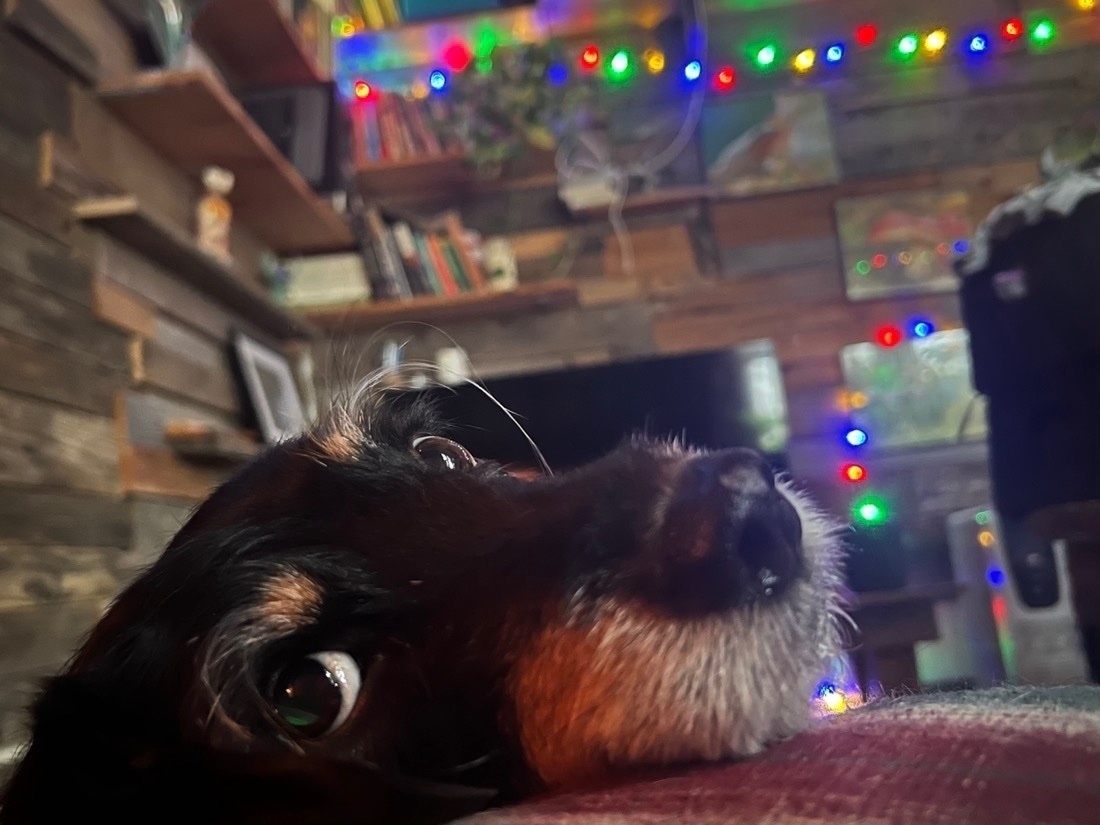 A black dog with long  eyebrows resting his head on a pillow, looks at the camera. In the background or wood plank walls and colorful string lights. 