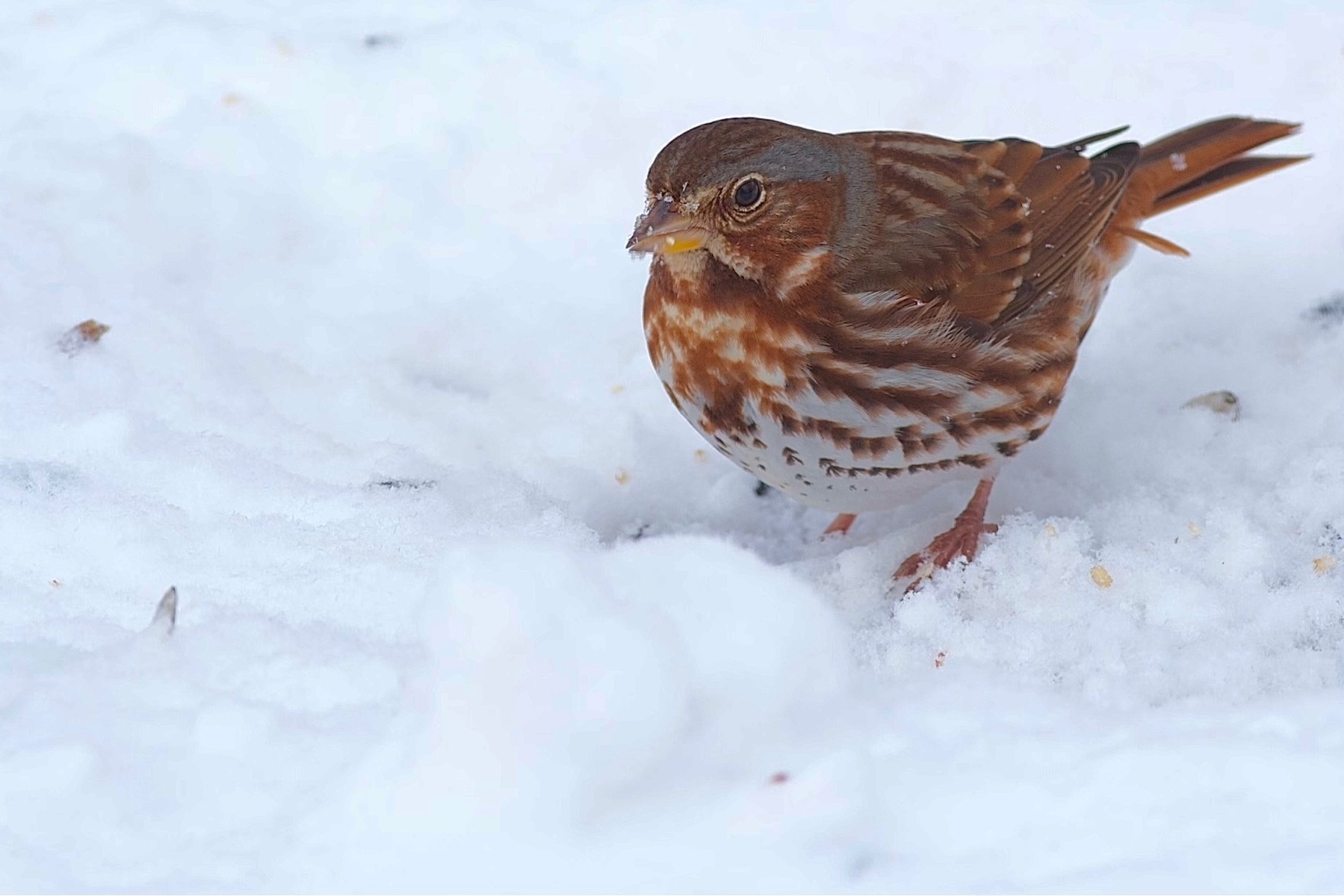 A primarily brownish orange bird with white speckled chest and small bands of gray along the side and back of its head is foraging for seeds in the snow.
