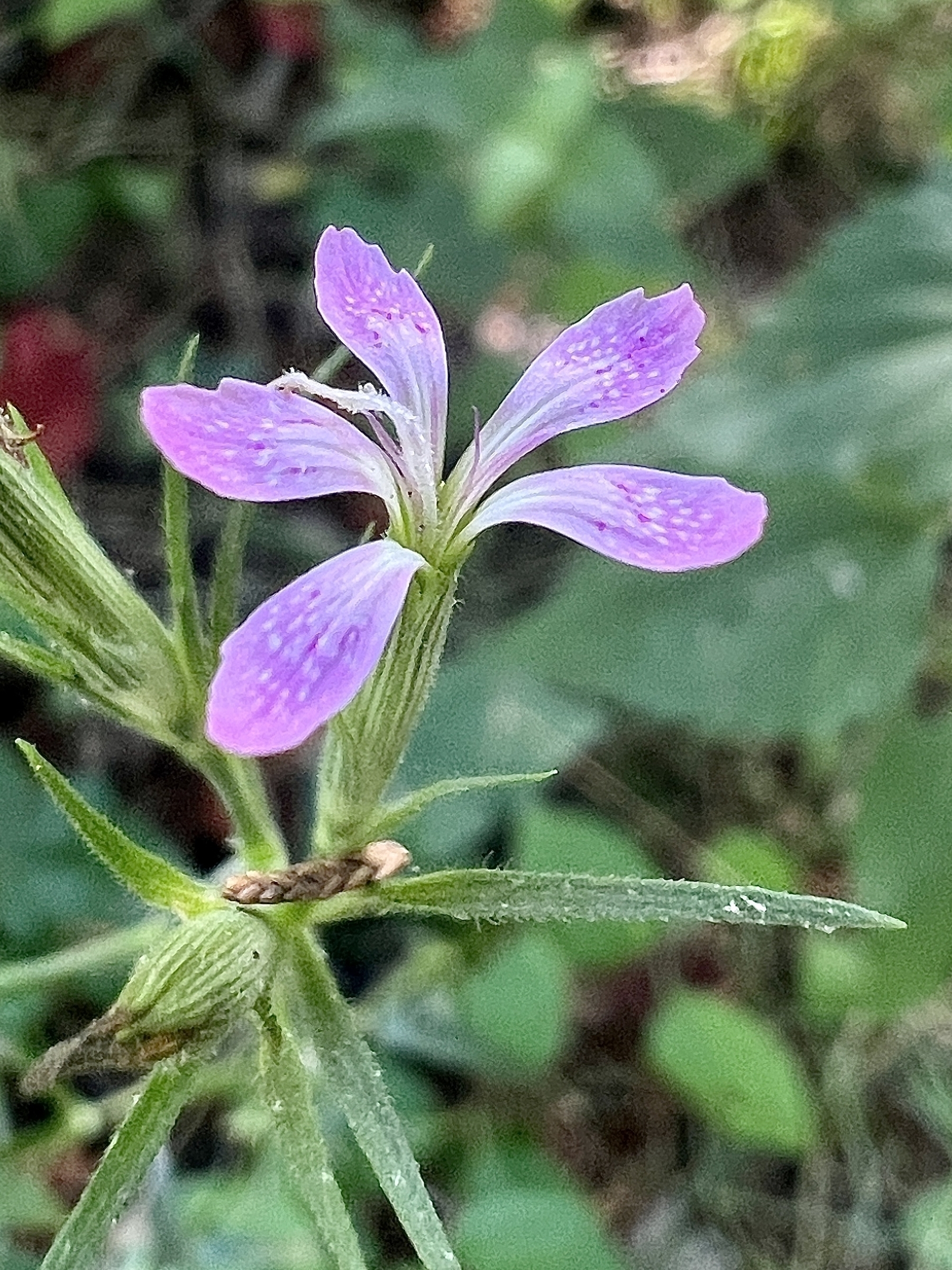 A very small 5 petaled flower. The petals are darker pink on the outer portions, gradually becoming lighter and almost white at the center. The background is blurred greed leaves of the forest floor.