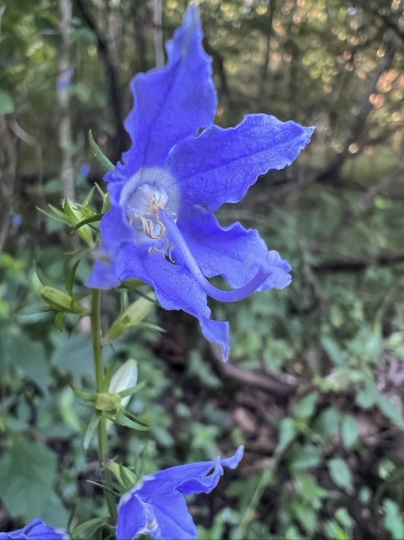 A blue flower with five pointed petals. The center is a white circle with a long, curved center pistil