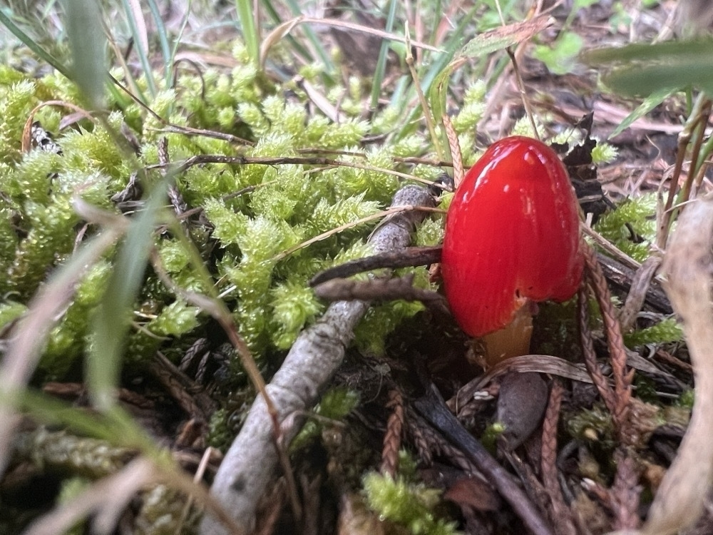 a very small, glossy red mushroom pushes through moss. Its cap is conical as it has not yet opened.