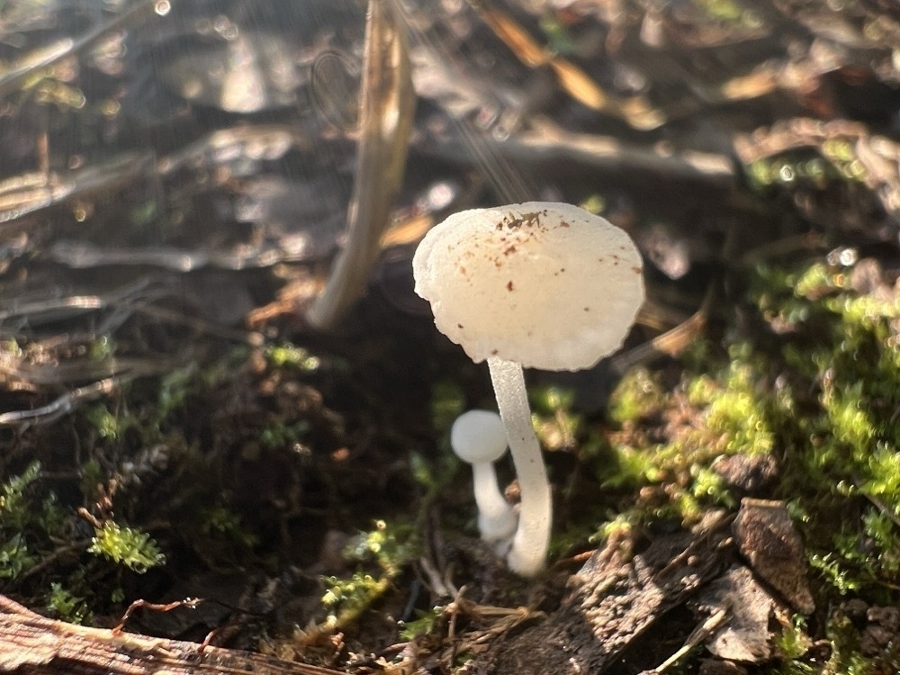 two very thin and small white mushrooms