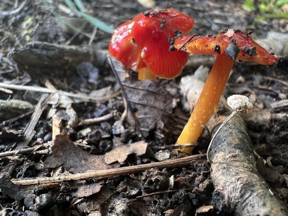 two mushrooms, growing near each other. They have orangish, stems and red caps. Surrounding the mushrooms is a mix of forest floor debris, including small steaks, and leaves. ￼