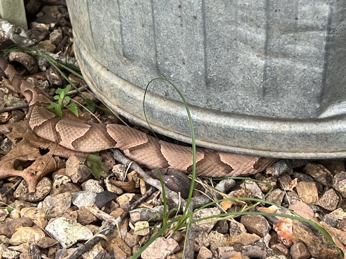 The tail of a copper colored snake is visible while the rest of the snake is hidden under a silver metal trash can