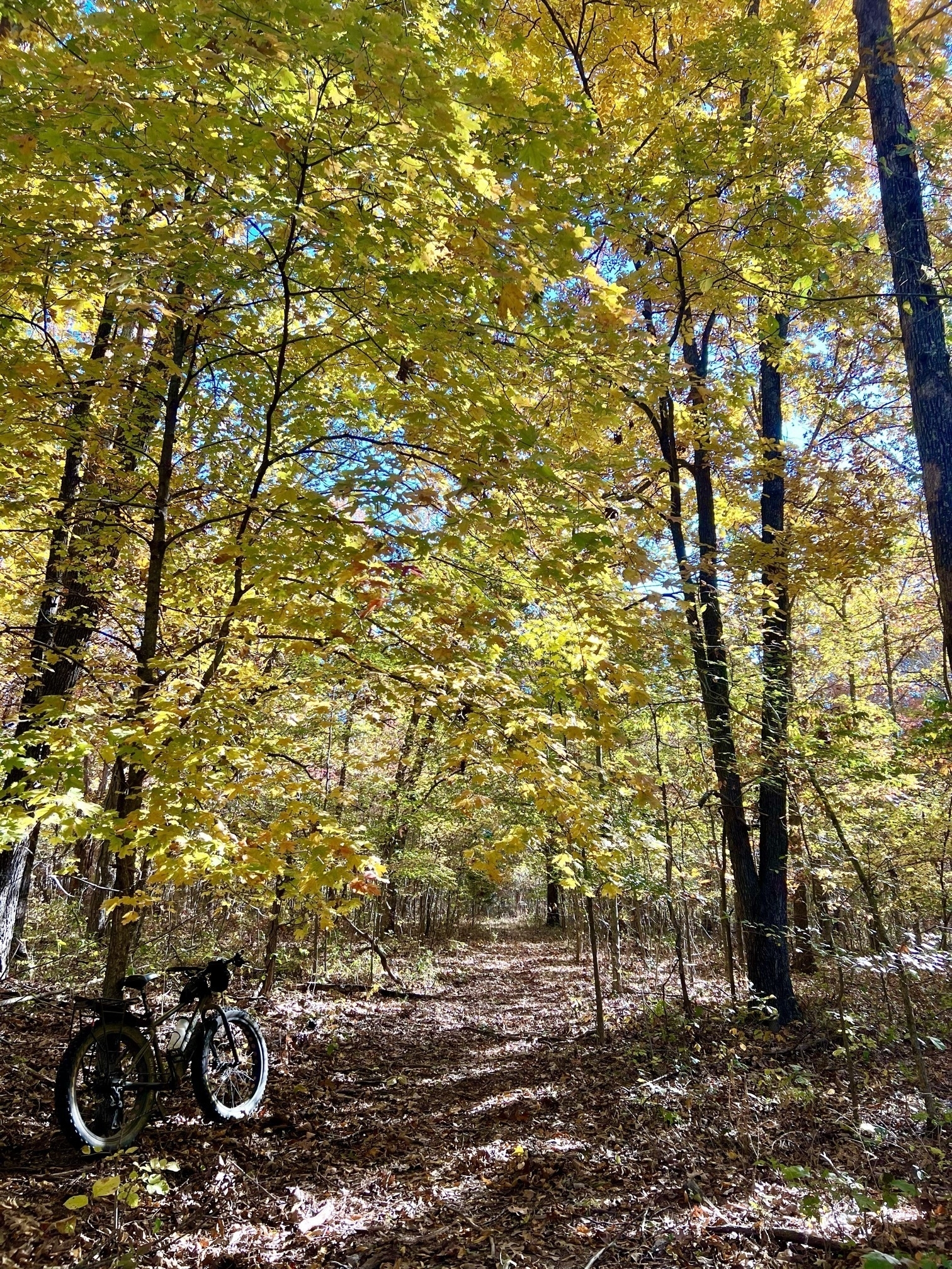 A fat tire bike leaves against a tree near a leaf-covered trail under a canopy of bright yellow and green leaves against a bright blue sky.