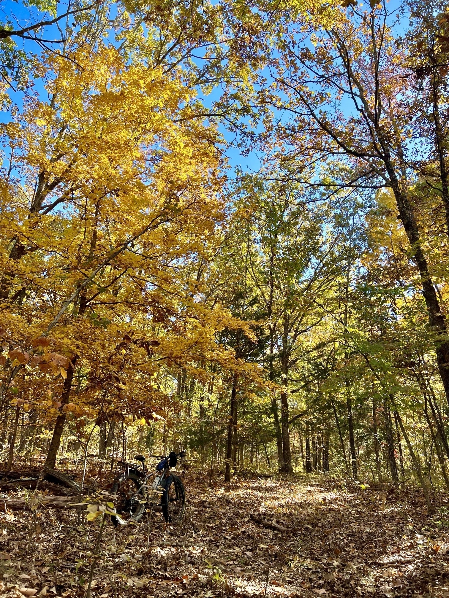 A fat tire bike leaves against a tree near a leaf-covered trail under a canopy of bright yellow and green leaves against a bright blue sky.