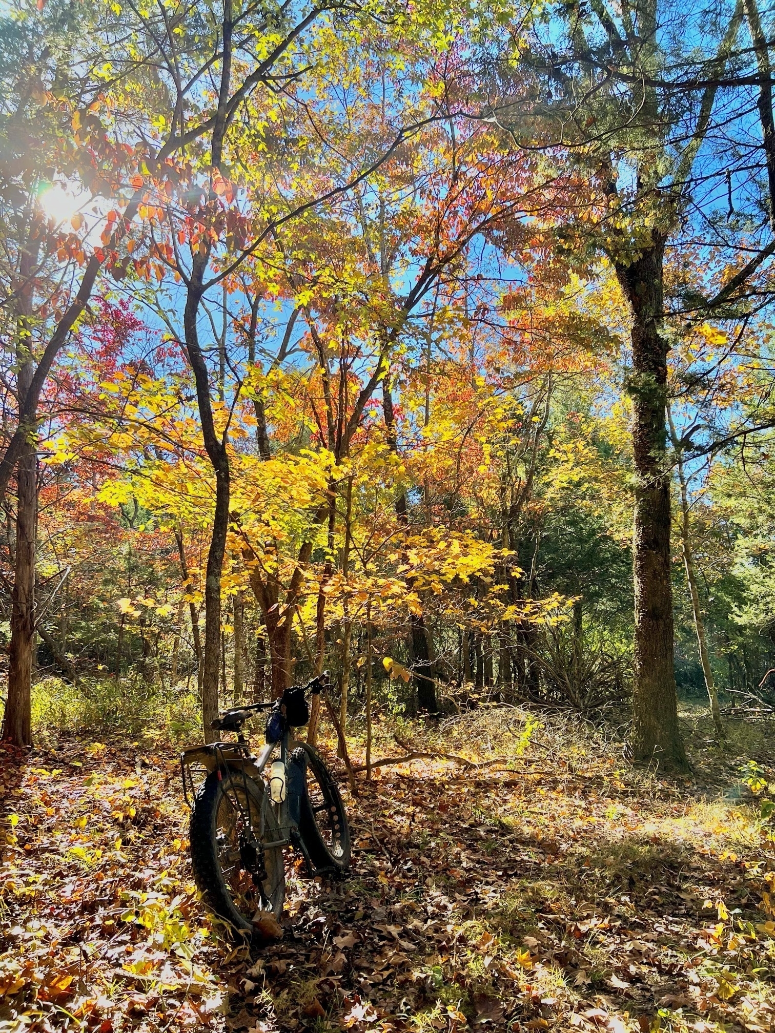 A fat tire bike leaves against a tree near a leaf-covered trail under a canopy of bright yellow, red and green leaves against a bright blue sky.