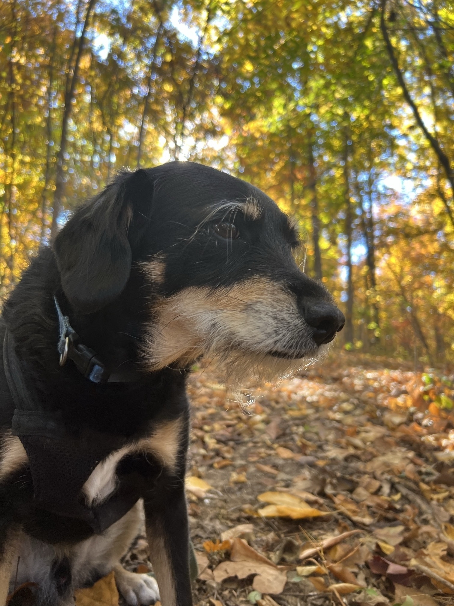 A black haired dog on a walk in the woods in the fall. The dog is sitting and looking away from the camera. The foliage and morning sun give the photo a golden tint.
