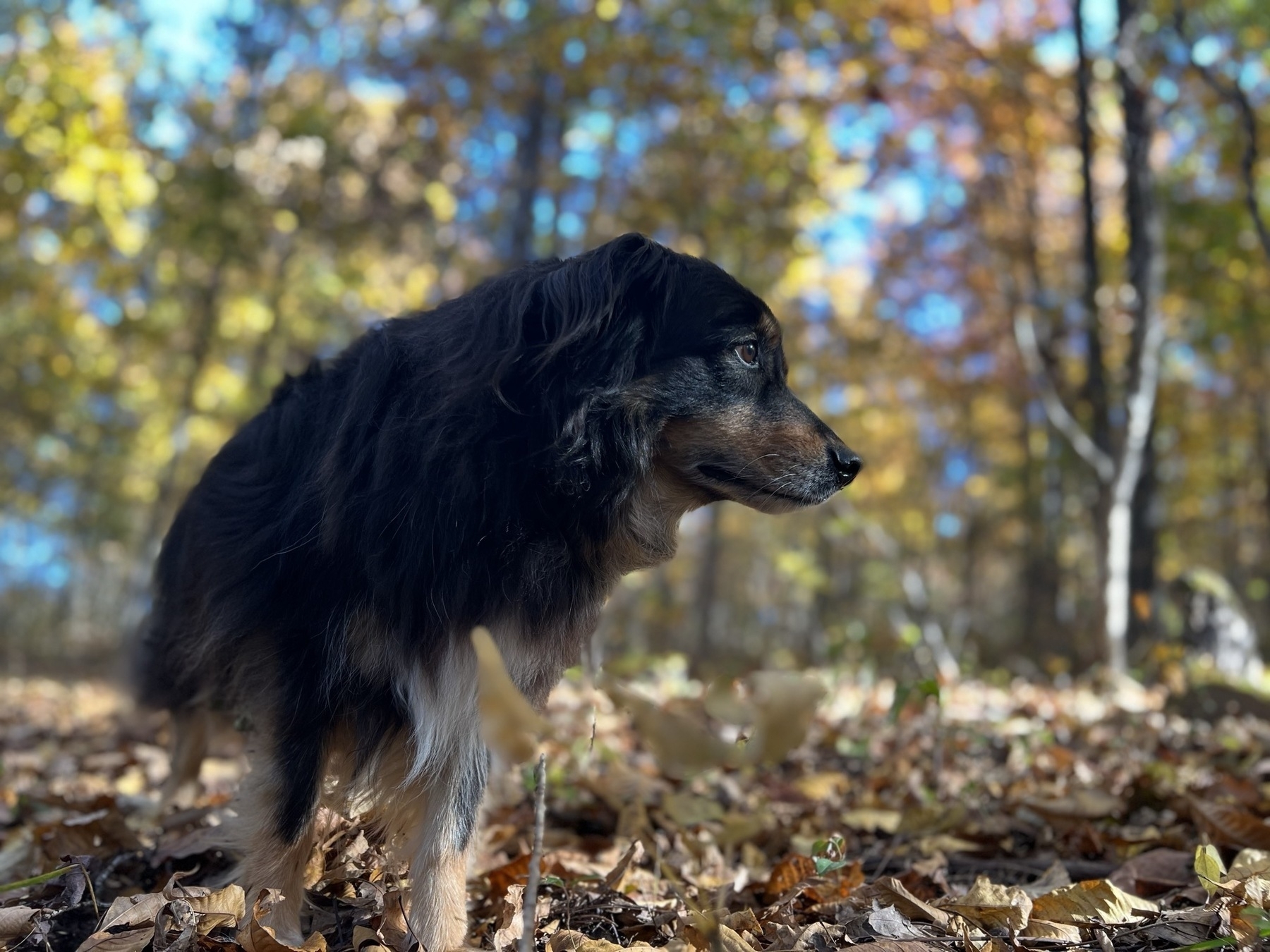 A black haired dog on a walk in the woods in the fall. The foliage and morning sun give the photo a golden tint.