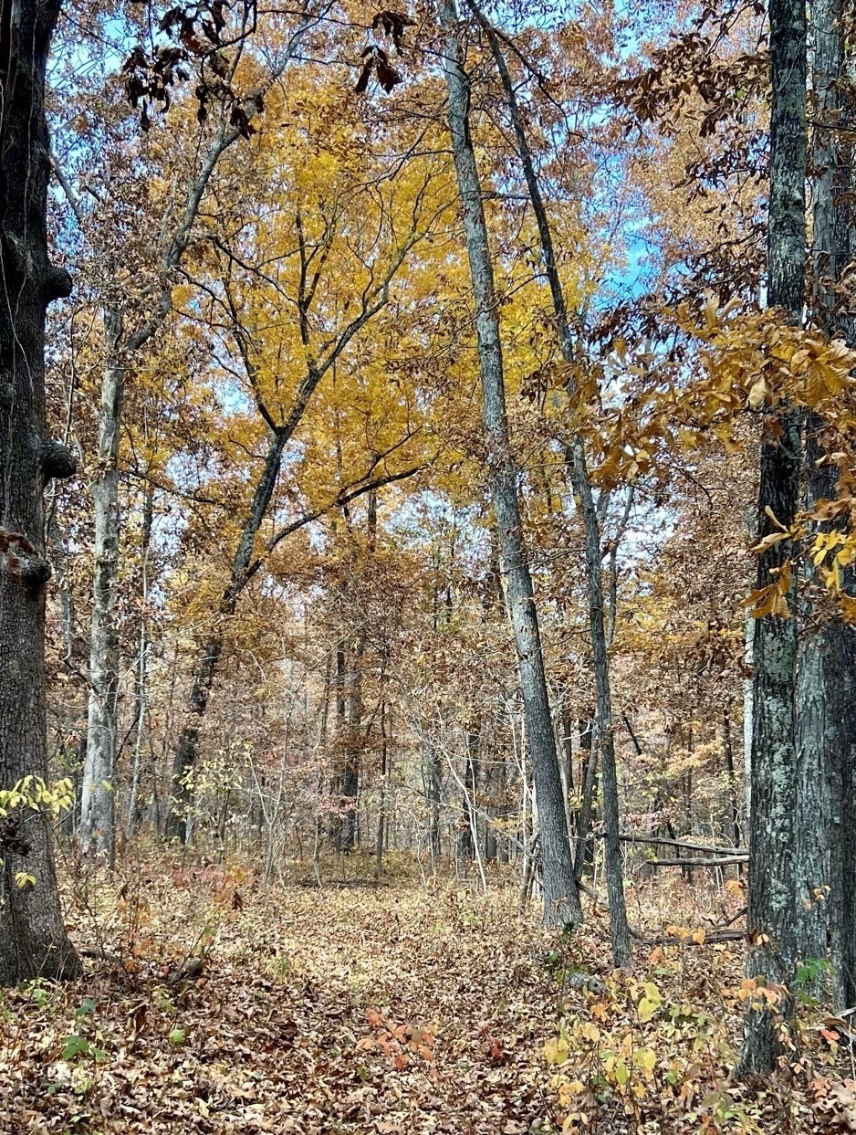 A leaf covered woodland trail passes under trees one of which is dominated by bright yellow leaves. Most of the other trees in the image have brown leaves in their branches.
