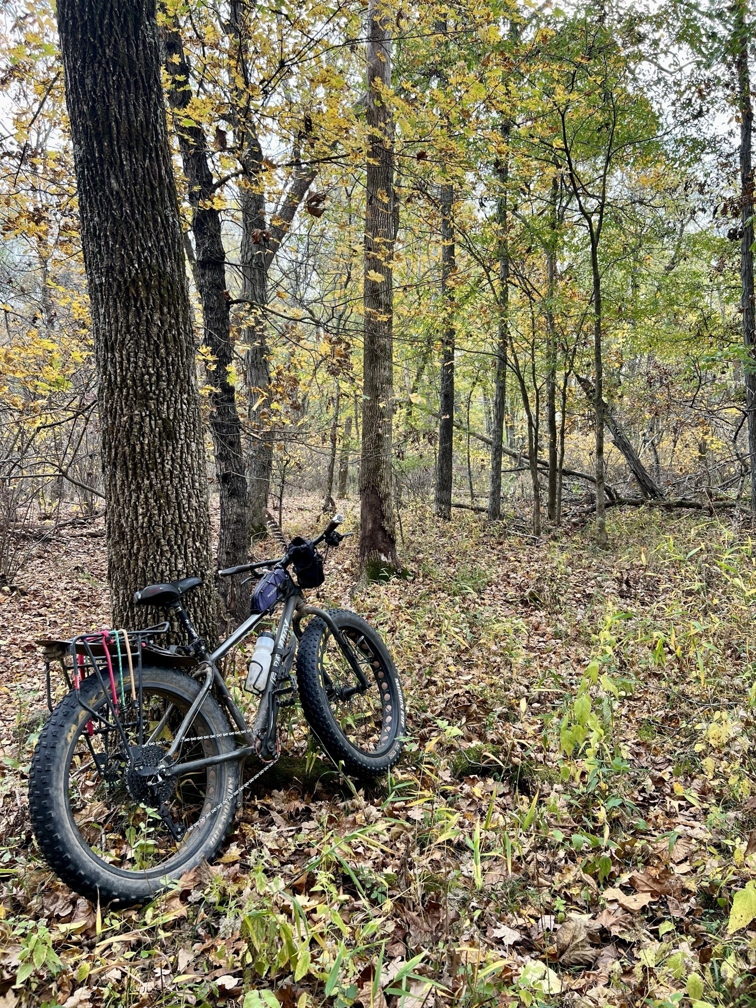 A fat tire bike leans against a tree in the woods. The leaves in the trees are a mix of green and yellow.