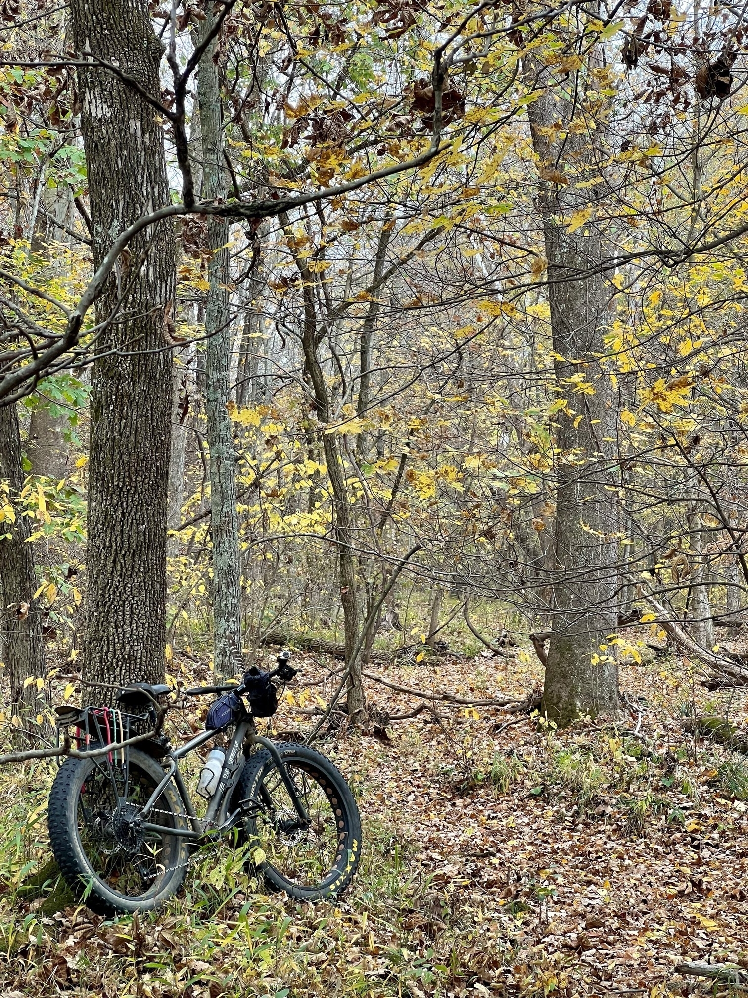 A fat tire bike leans against a tree in the woods. To the right is a leaf covered dry creek. The leaves in the trees are mostly yellow.