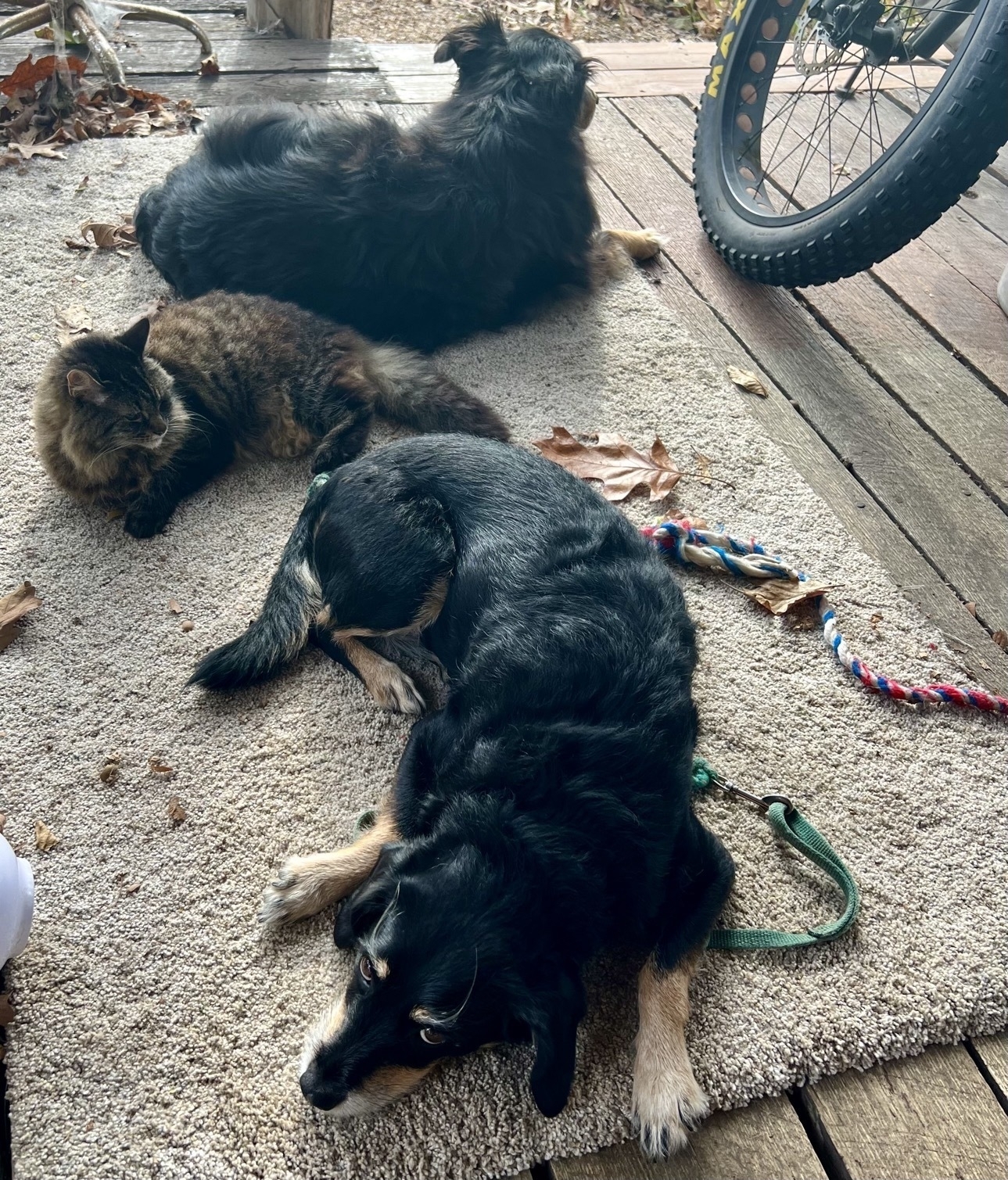 Two black dogs and a brown cat lay on beige colored carpeting on a porch. The dog closest to the photographer is looking at the camera