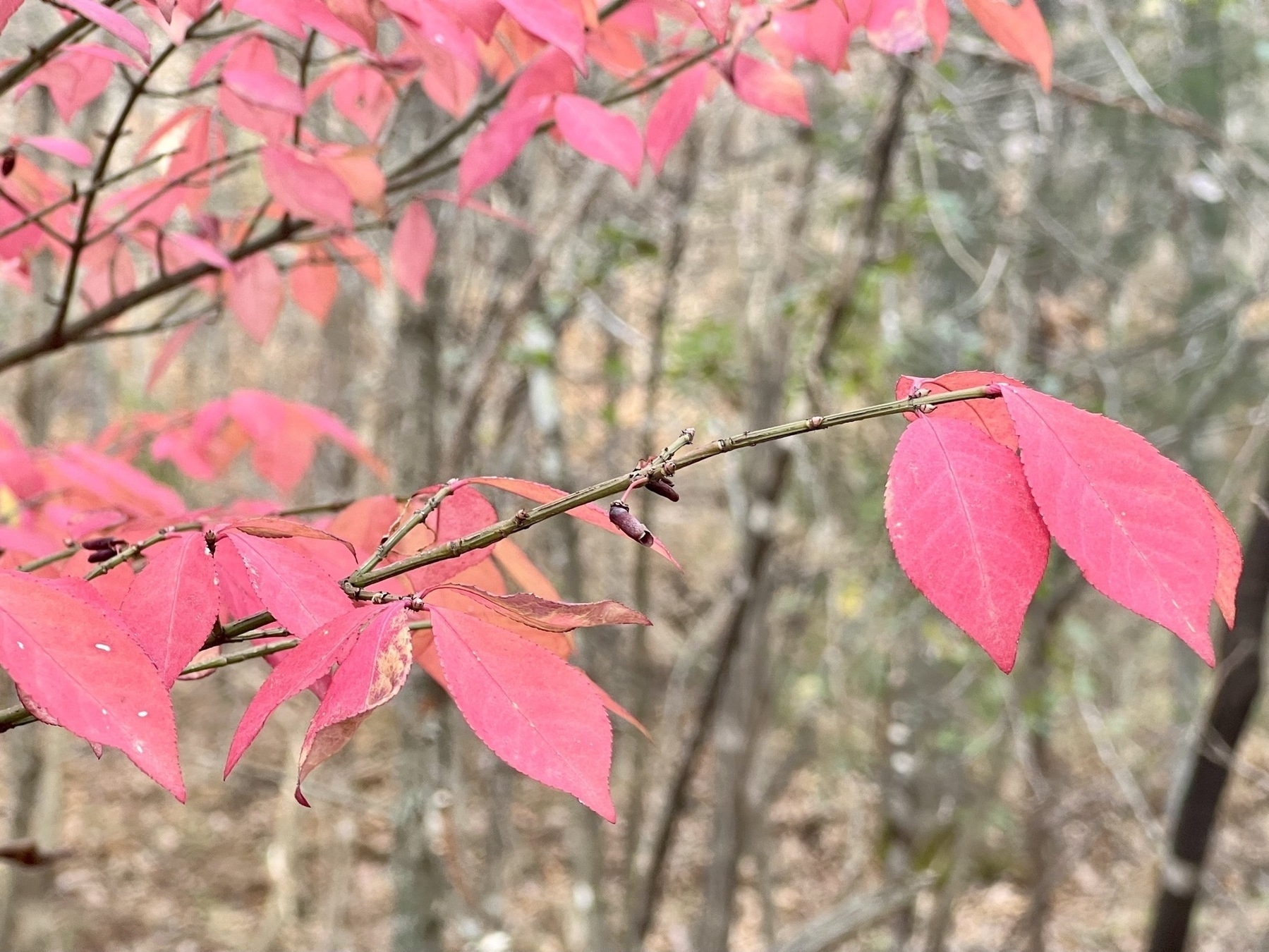 Bright red leaves set against a bokeh background of brown winter woodland.