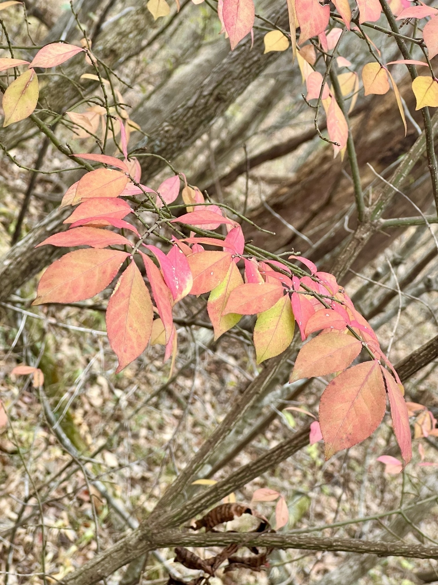 The fall colors of a burning bush in the forest. A branch of leaves of pink, yellow and green, set against a slightly blurred background of small tree branches in a winter woodland.